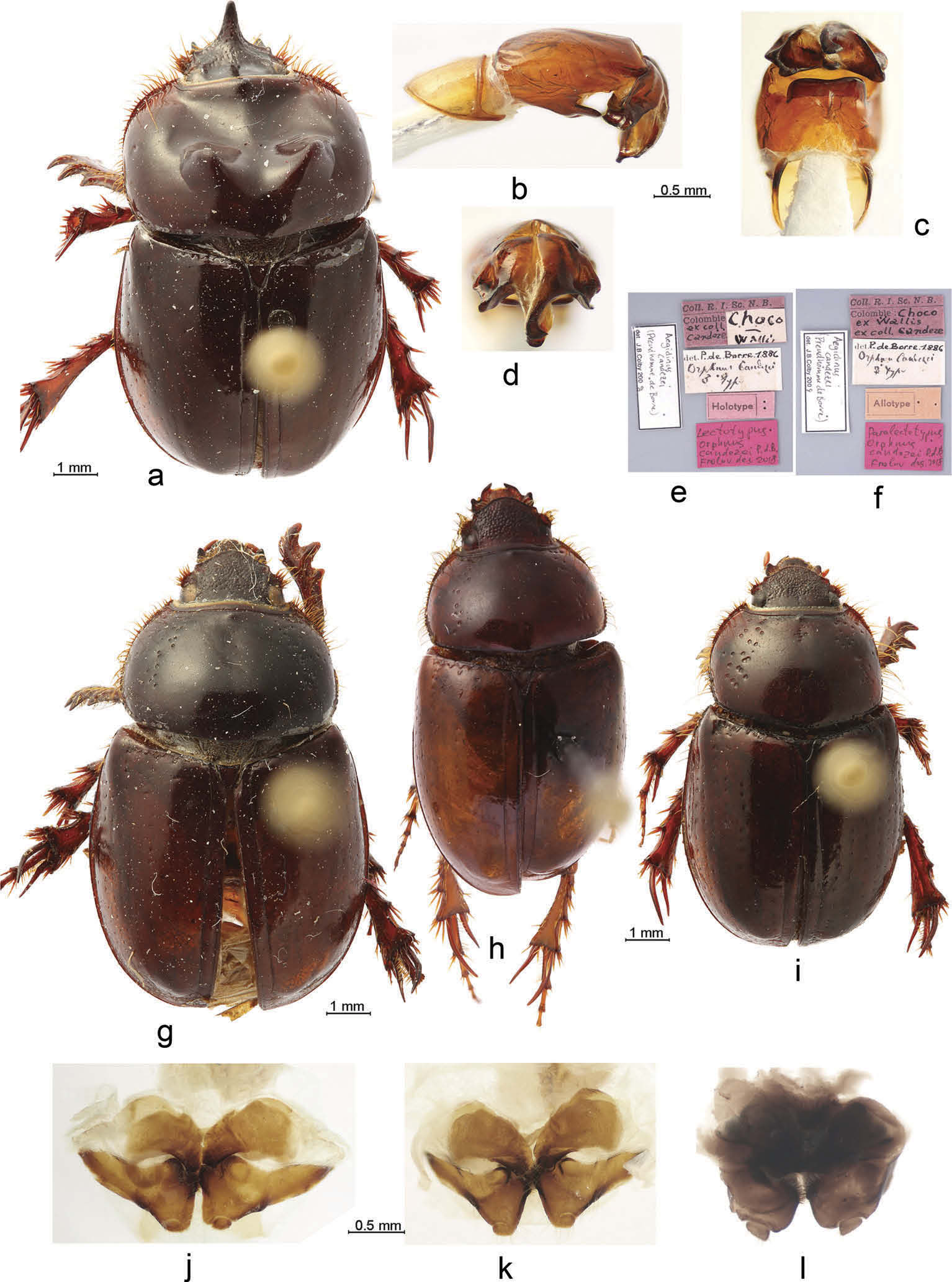 Aegidinus Arrow 1904 Plazi Treatmentbank