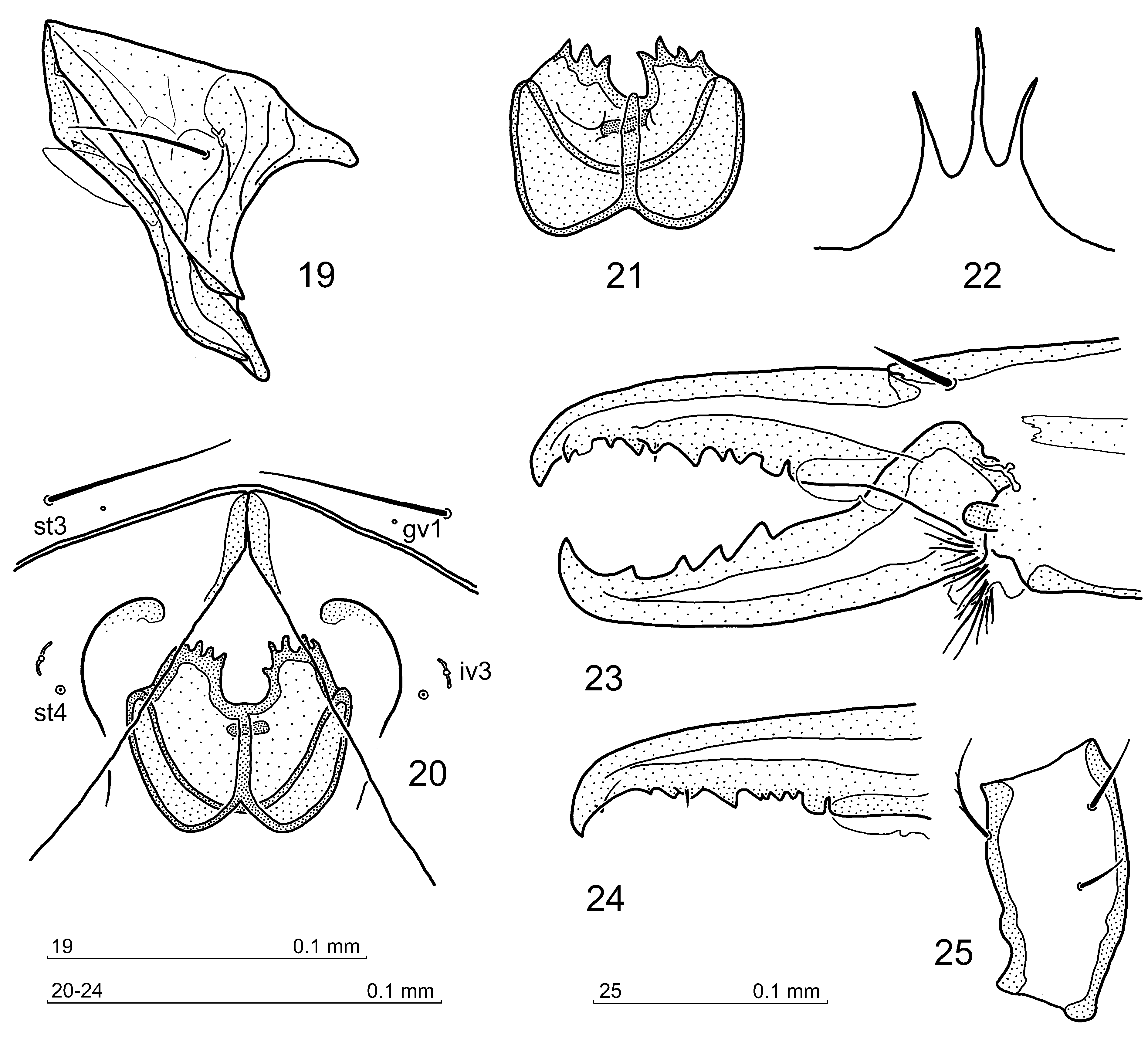 FIGURES 19–21 in A new species of mite in the genus Ernogamasus Athias ...