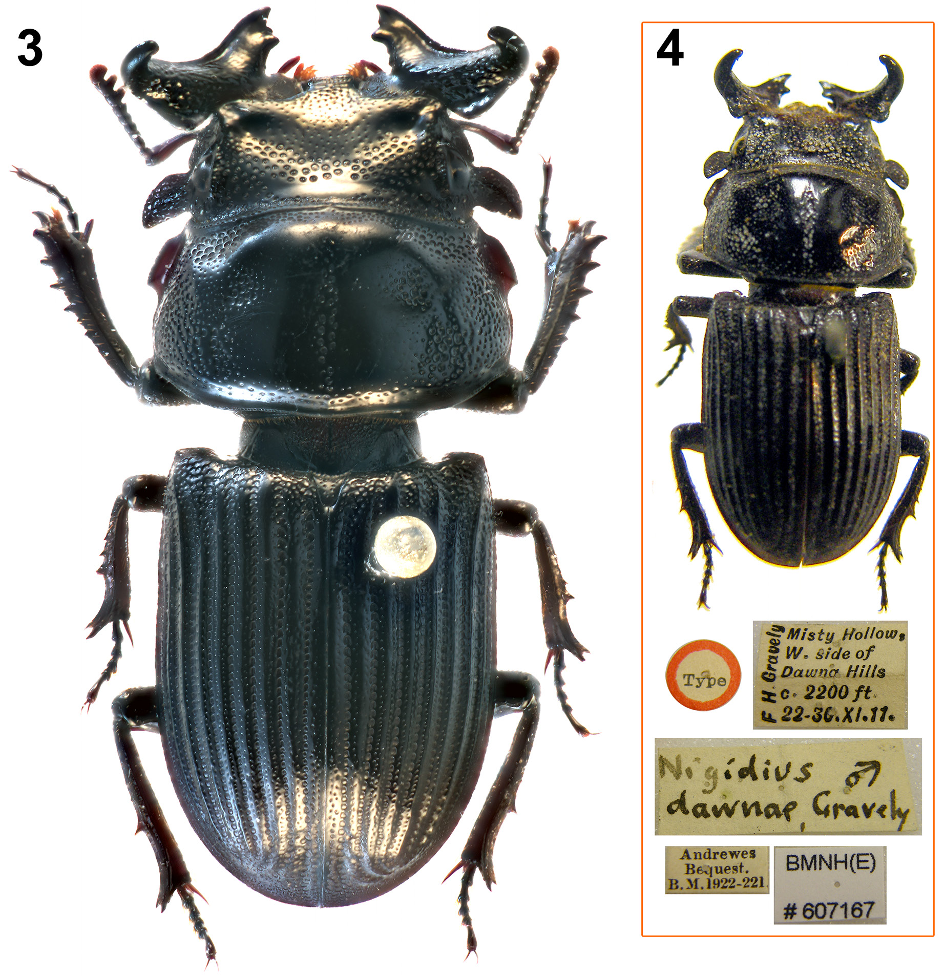 Mifune Dolphins vs. Nijigaoka Beetles, Major Wiki