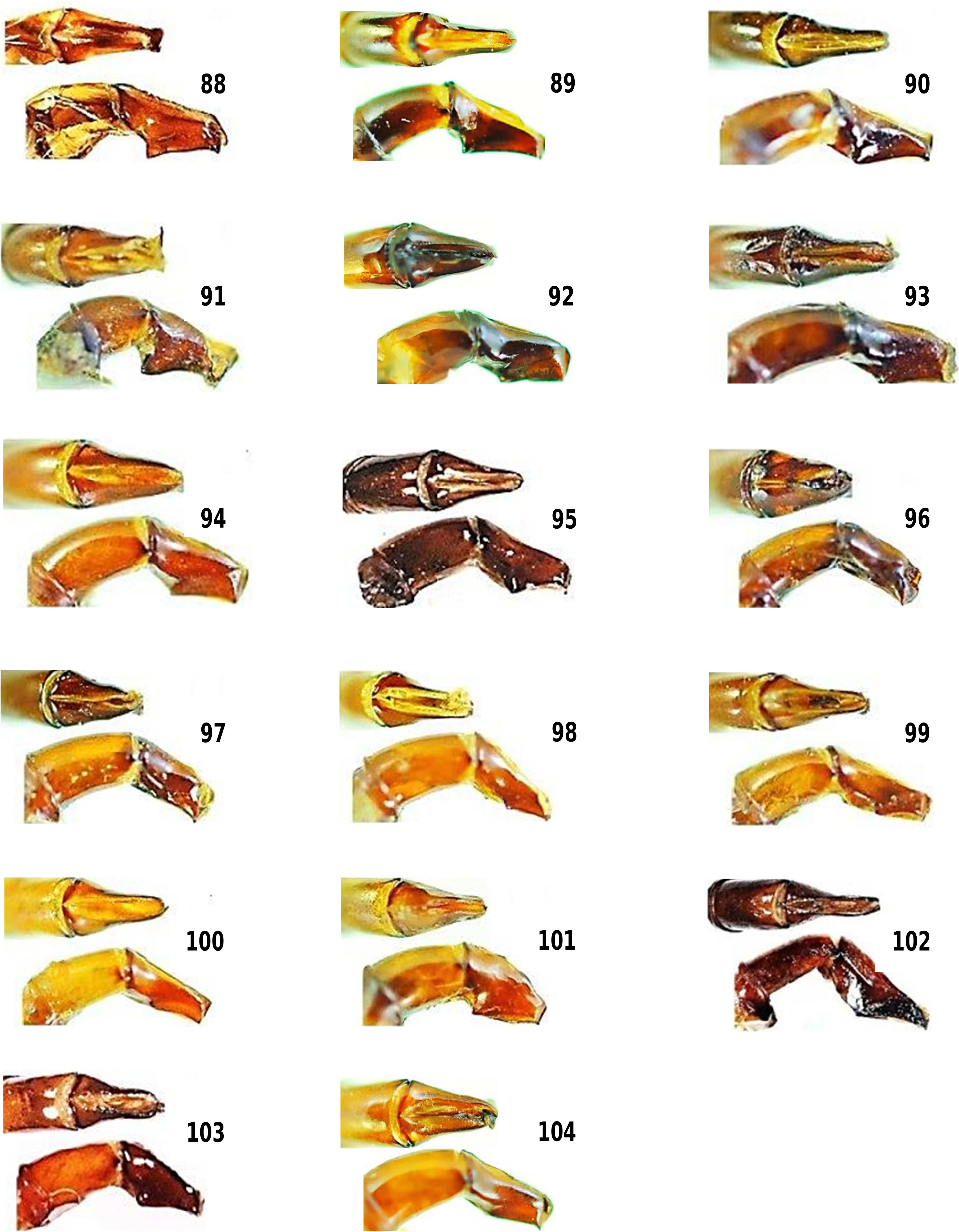 Aedeagus lateral view: 90, 92, 94, 96, 98, 100; parameres dorsal