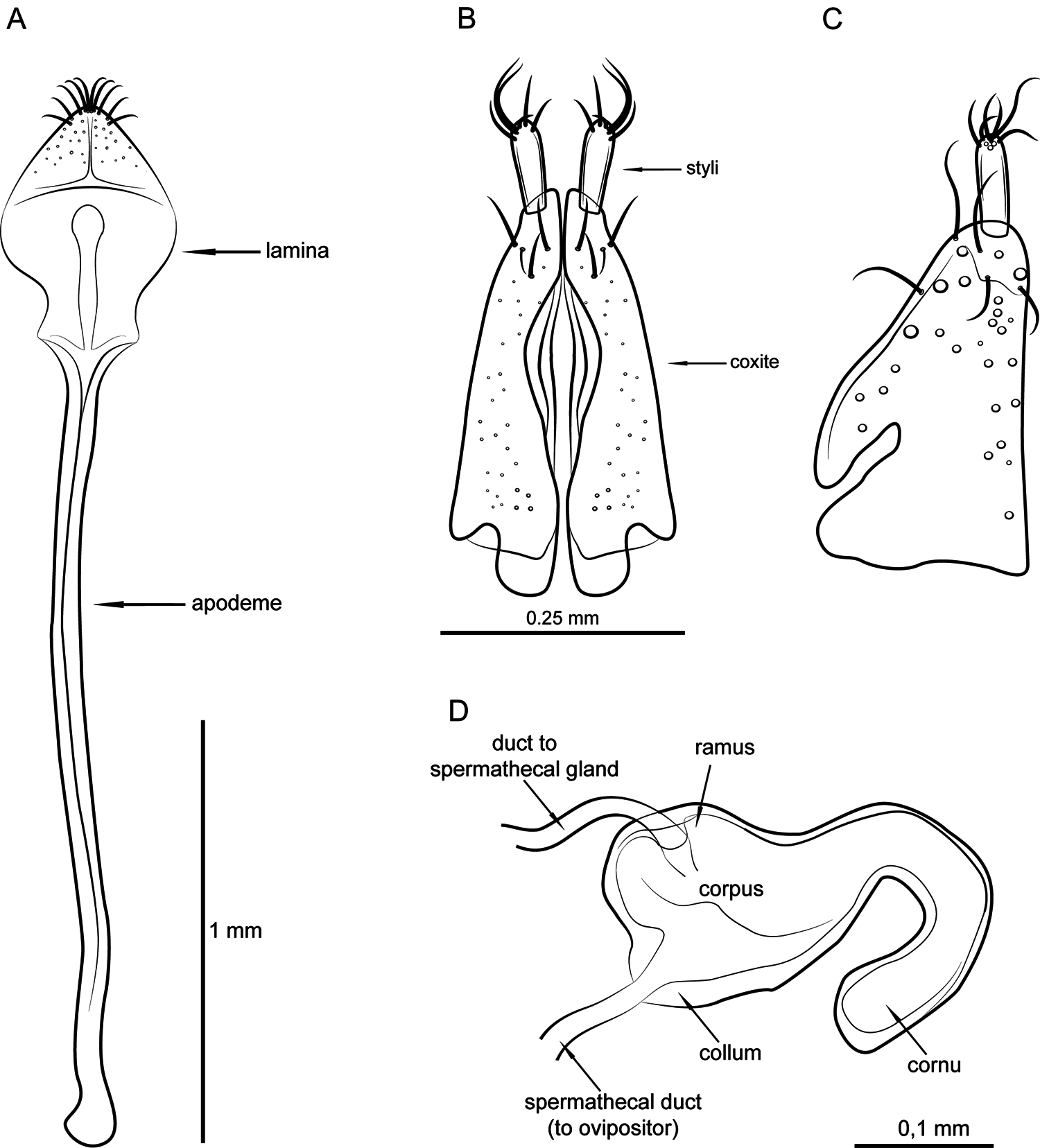 Fig. 5 in Revision, phylogeny and historical biogeography of the genus ...