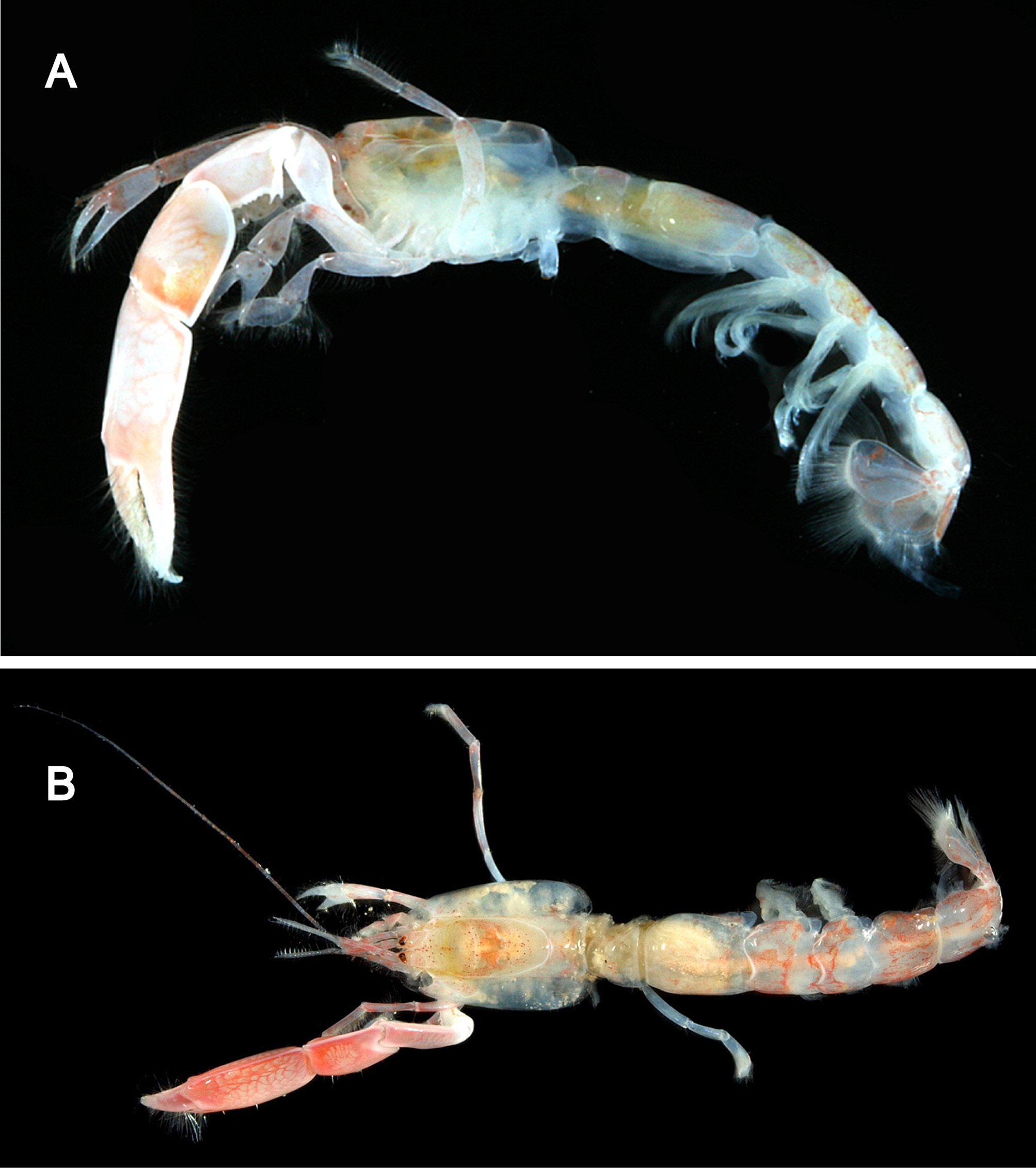 FIGURE 9. Scallasis inermis n in Redescription of the poorly known ...