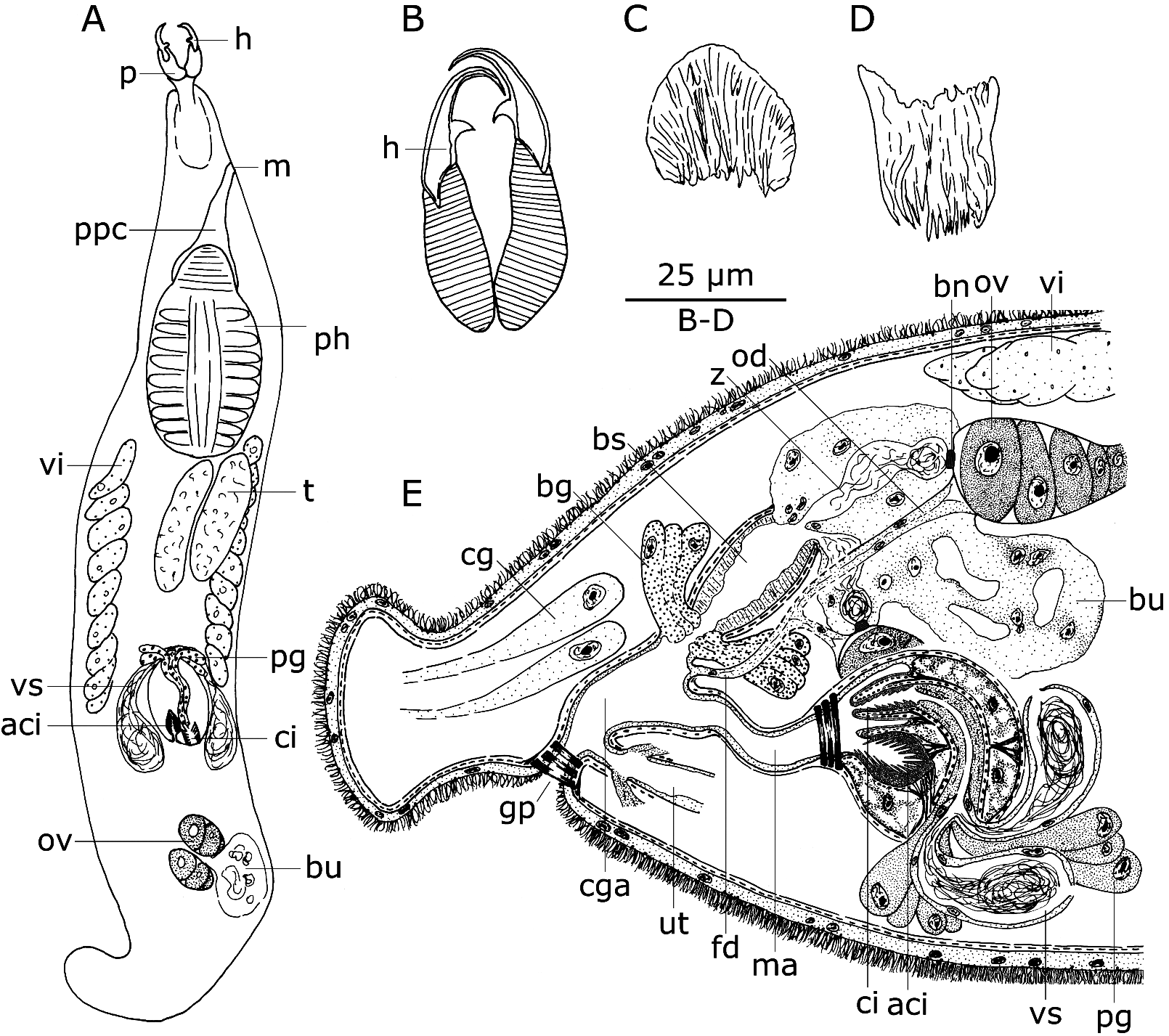 FIGURE 7. Baltoplana cupressus n in Kalyptorhynchia (Platyhelminthes ...