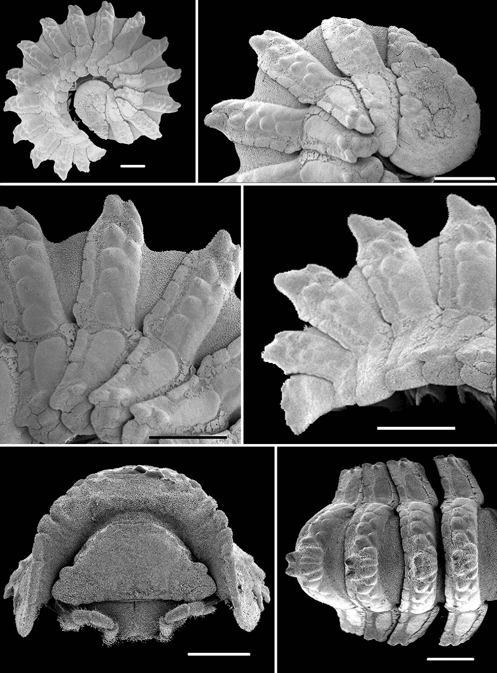 Figure 20 in Review of the millipede genus Eutrichodesmus Silvestri ...