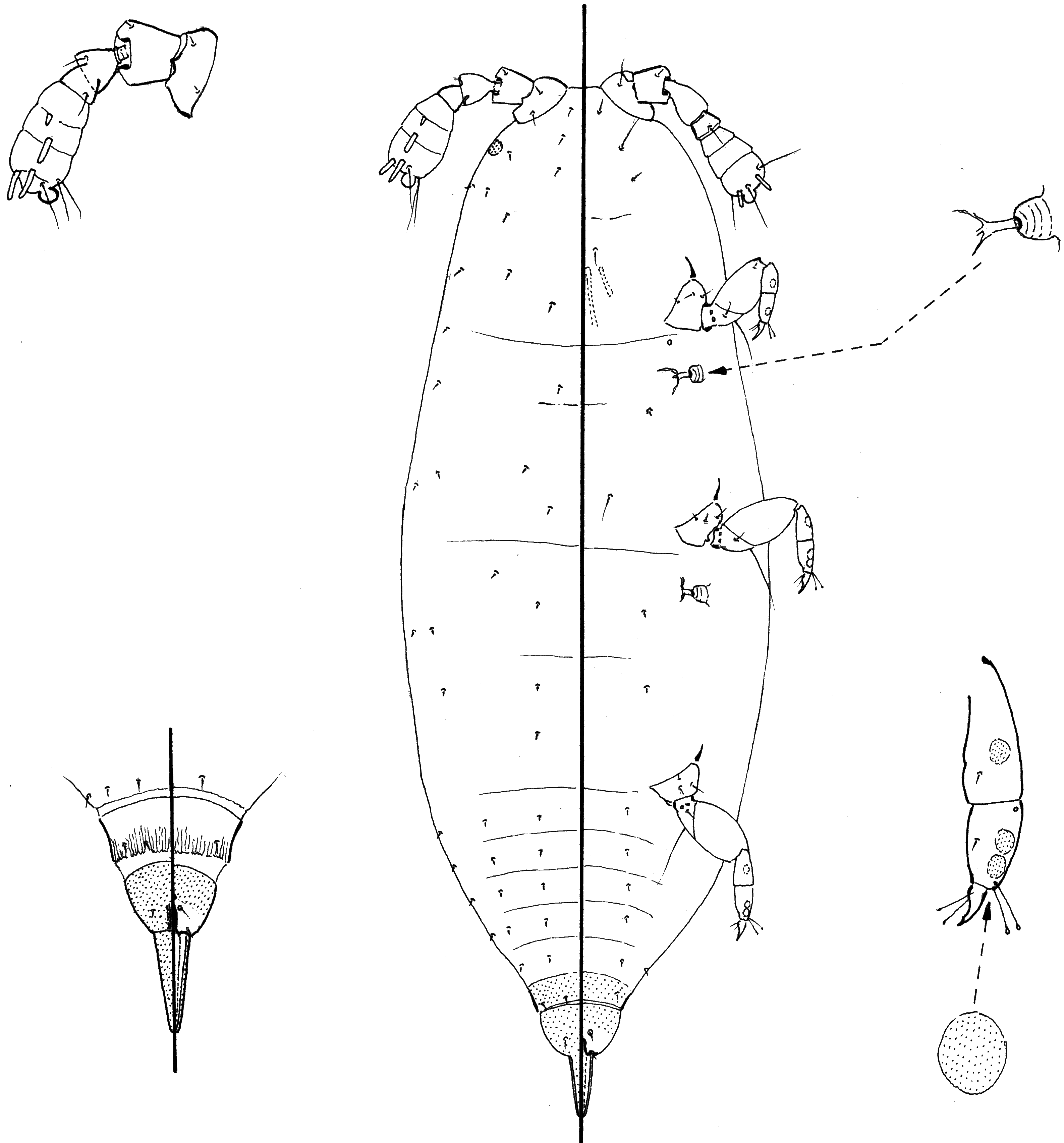 FIGURE 57 in A review of neococcid scale insects (Hemiptera ...