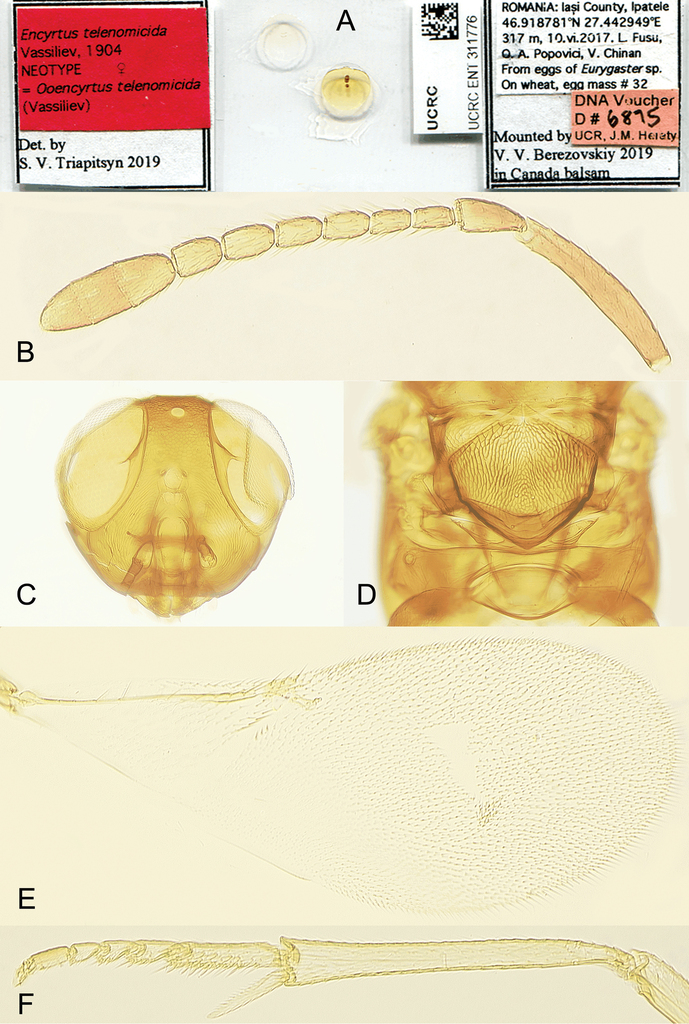 Figure 11 From Triapitsyn Sv Andreason Sa Power N Ganjisaffar F Fusu L Dominguez C Perring Tm Two New Species Of Ooencyrtus Hymenoptera Encyrtidae Egg Parasitoids Of The Bagrada Bug Bagrada