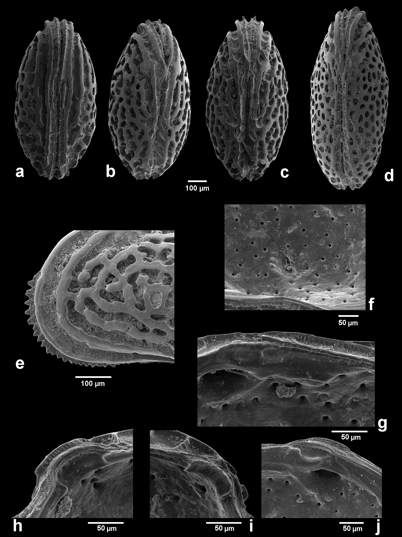 Fig. 19. — A–C, E–J. U in Intra- and interspecific shell variability of ...