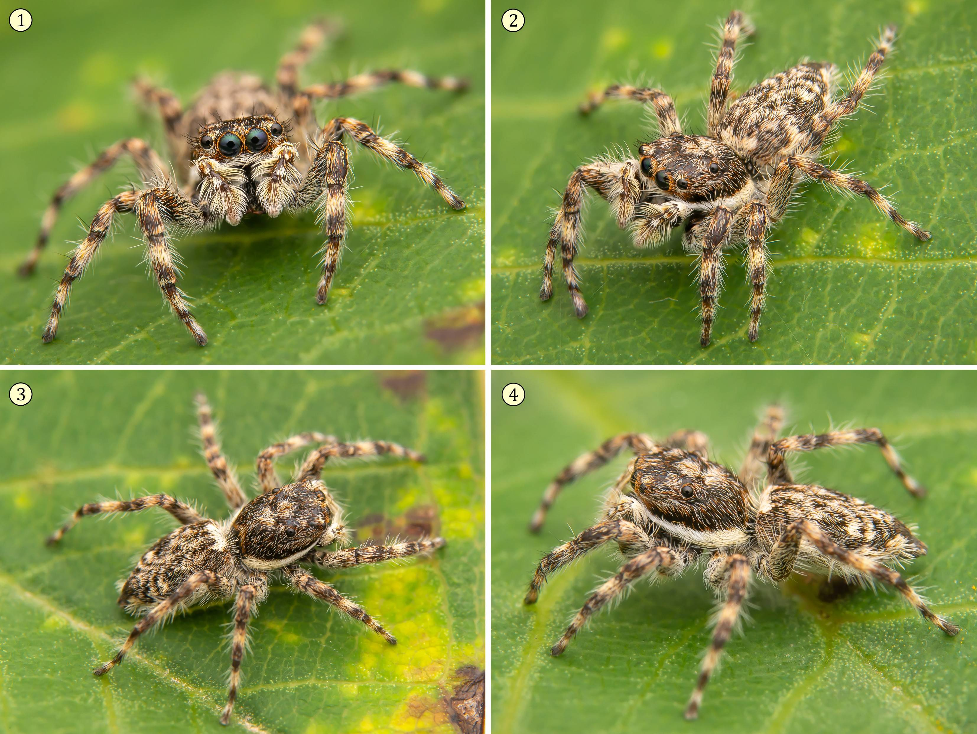 Jumping spider (Salticidae), 2020 Photomicrography Competition