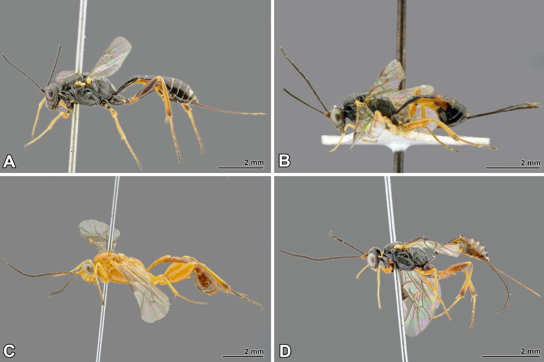 FIGURE 4 in A new species of Pristomerus Curtis, 1836 (Hymenoptera