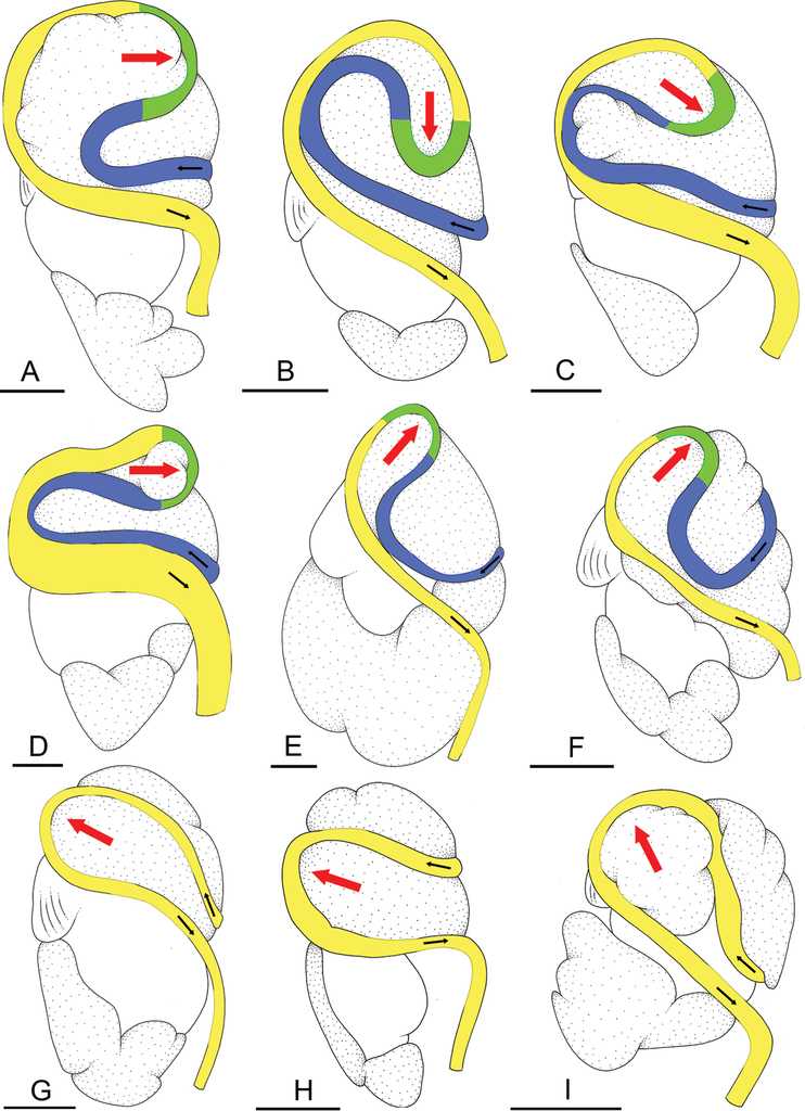 Figure 1 from: Dayrat B, Goulding TC, Apte D, Aslam S, Bourke A ...