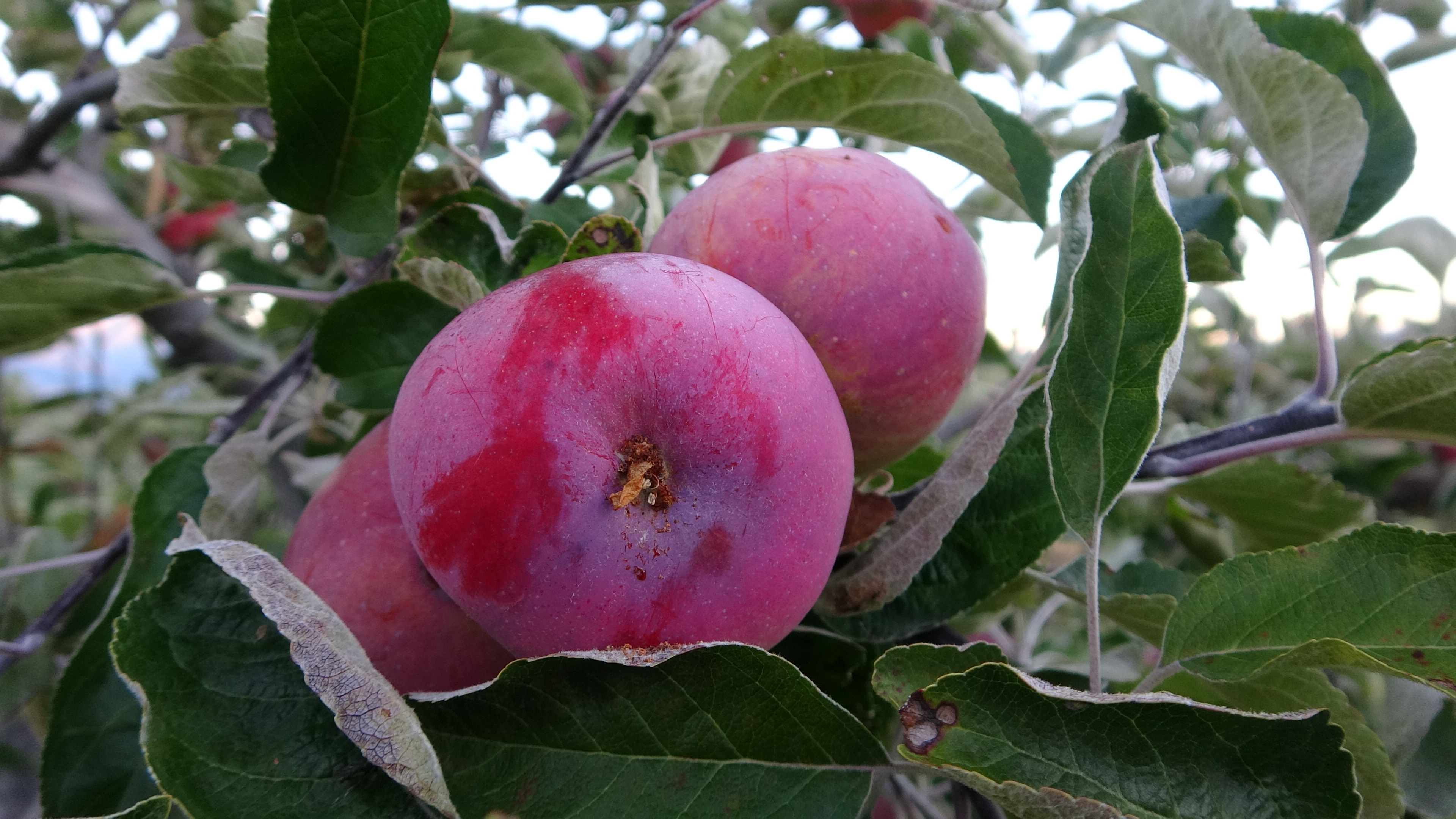 Montana surveys of codling moth damage to apple fruit 2019-2020 | Zenodo
