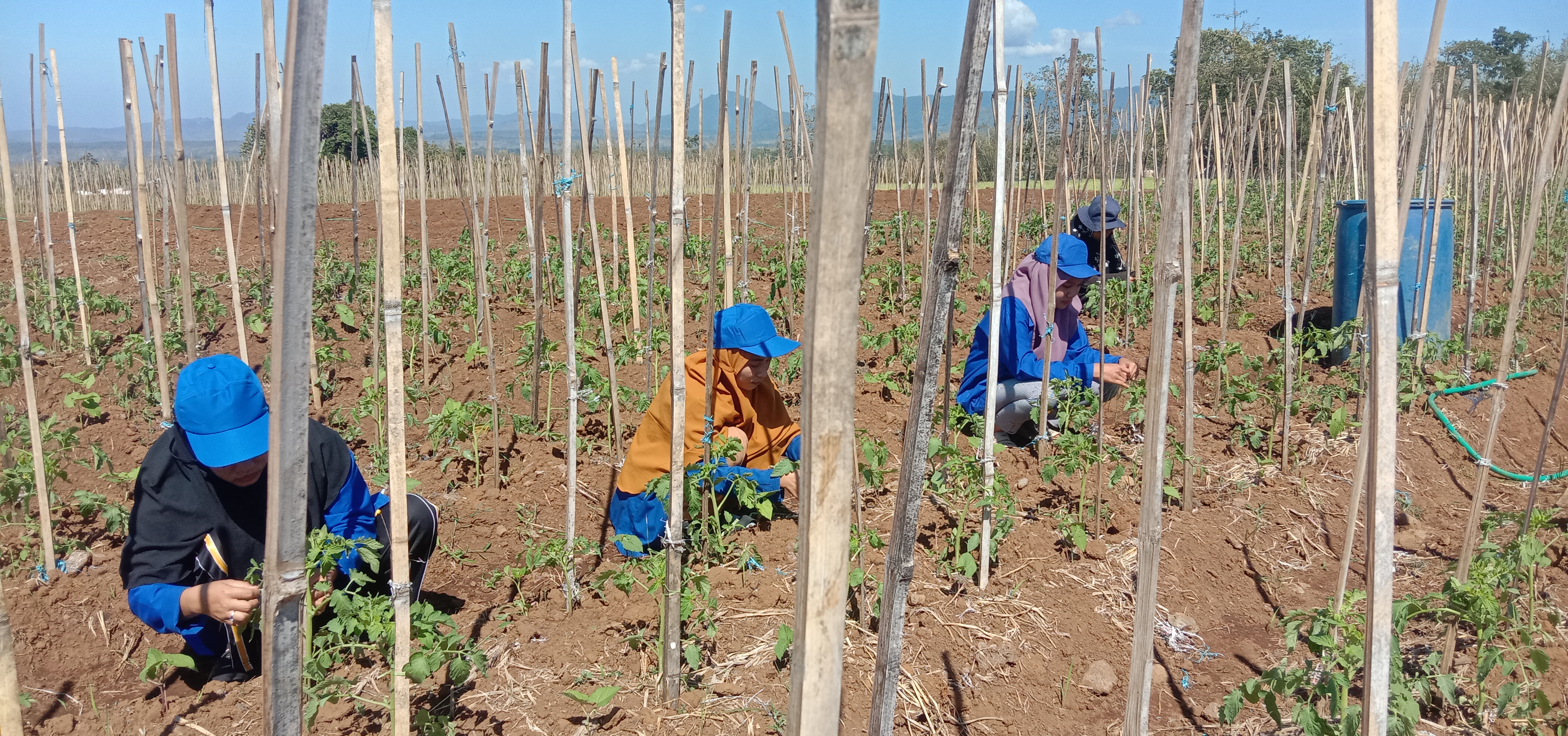 observasi tomat Zenodo