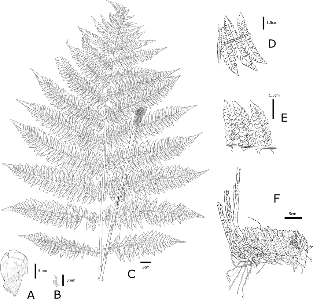 Figure 4 from: Hori K (2020) Deparia ×nanakuraensis K.Hori (Athyriaceae ...