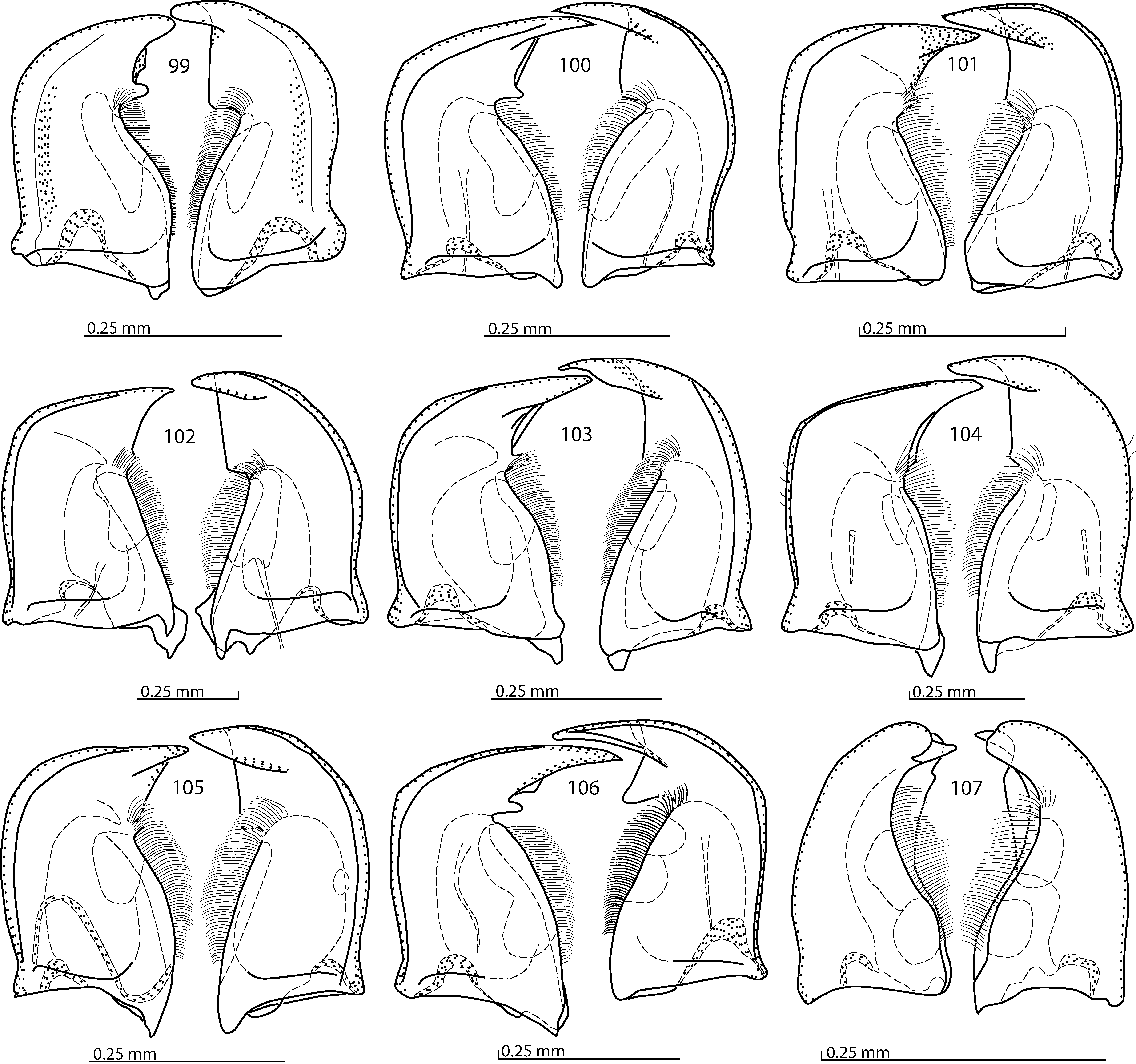 Aedeagus lateral view: 90, 92, 94, 96, 98, 100; parameres dorsal view