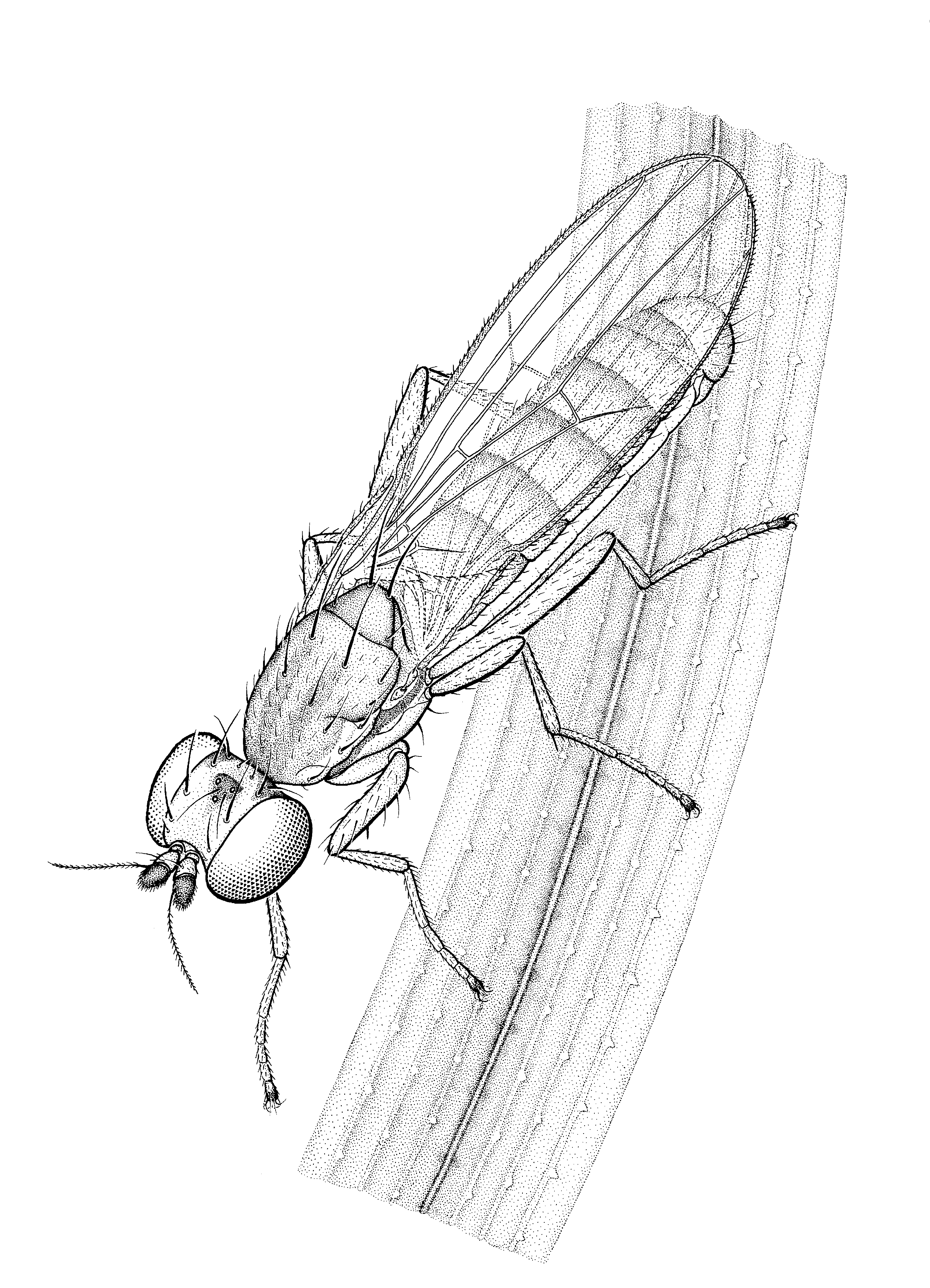 Anthomyza neglecta Collin 1944 - Plazi TreatmentBank