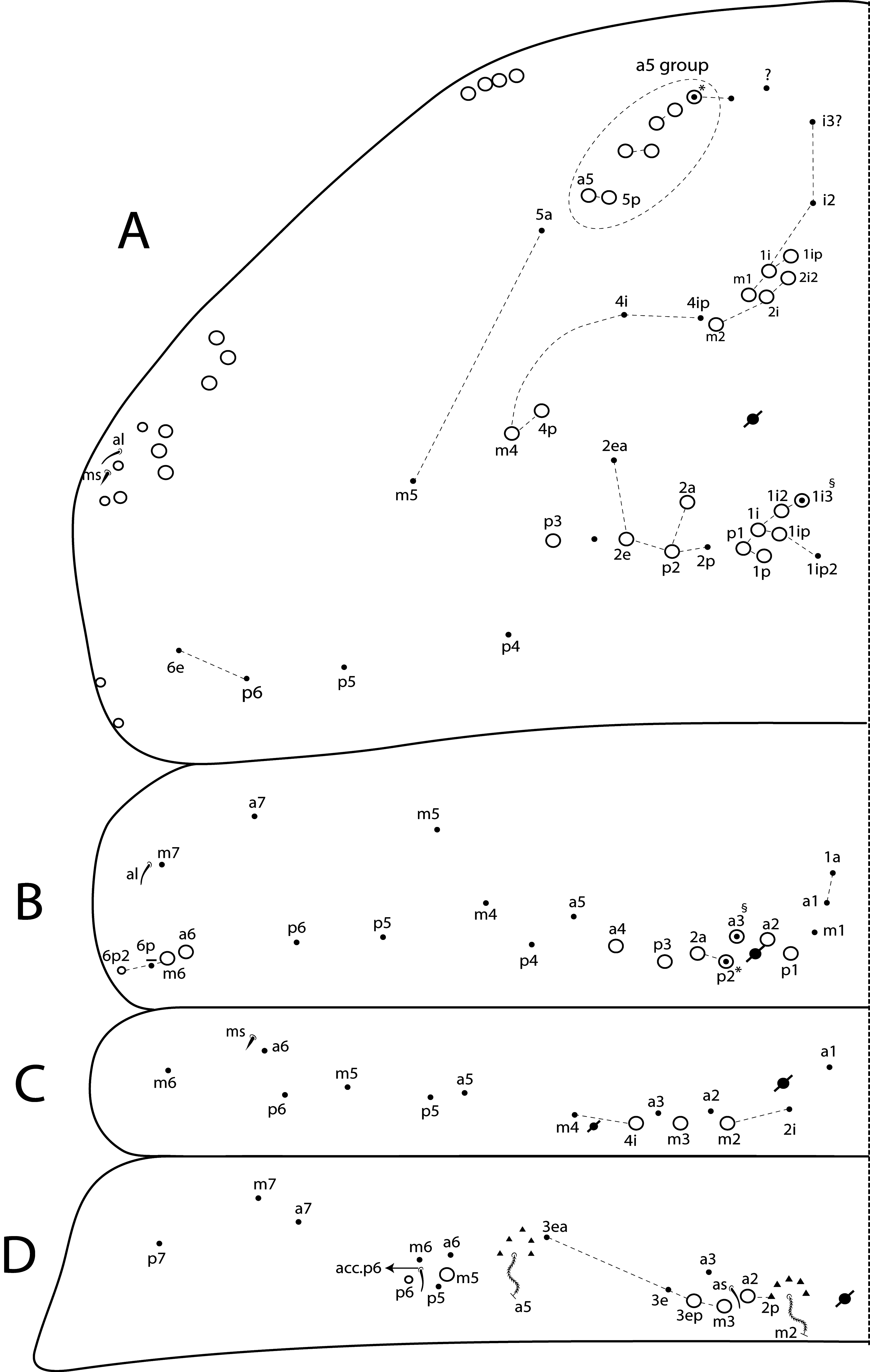 Figure 69a–d In Review Of Lepidocyrtinus Börner, 1903 (collembola 