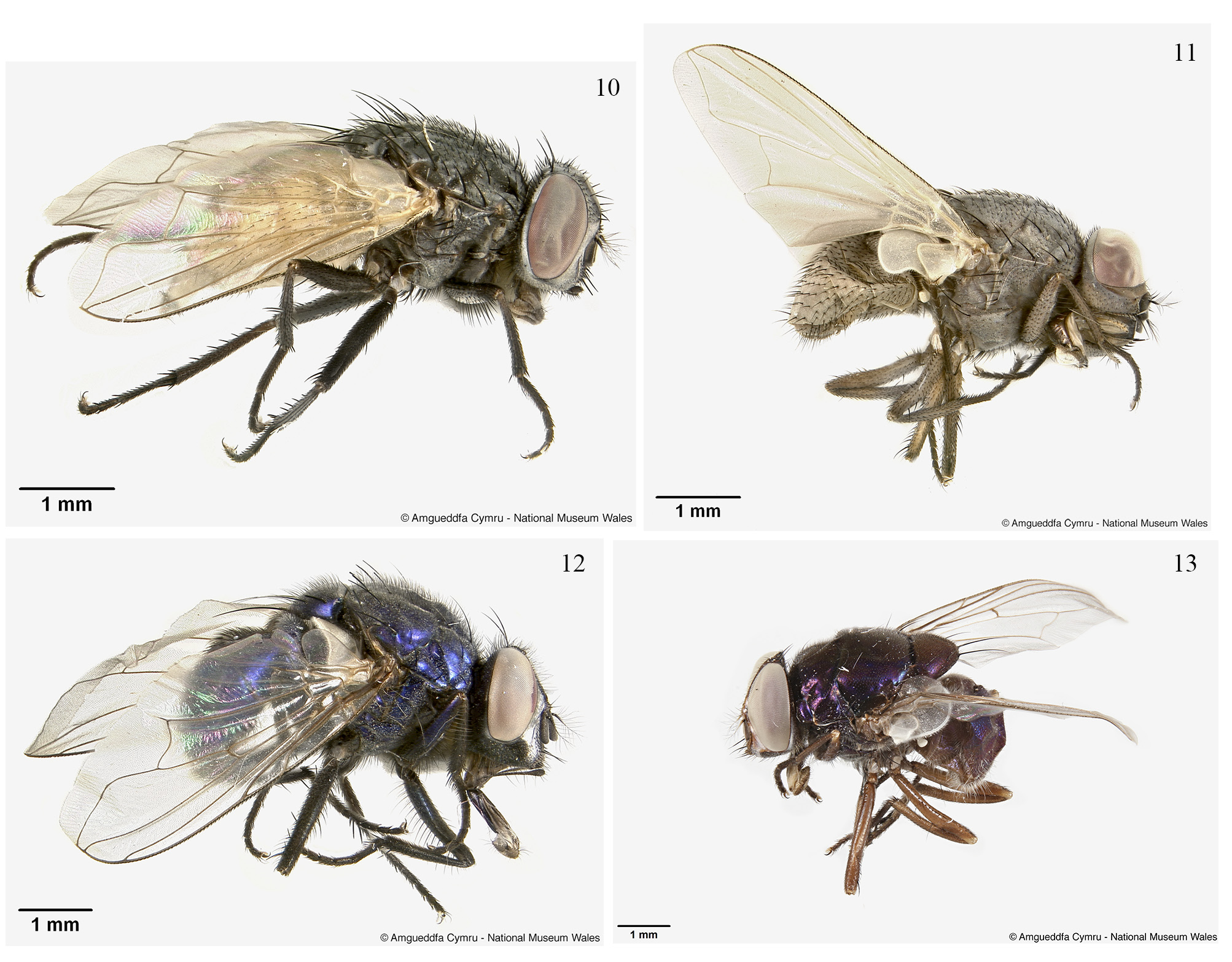 Housefly Insect Facts  Musca domestica - A-Z Animals