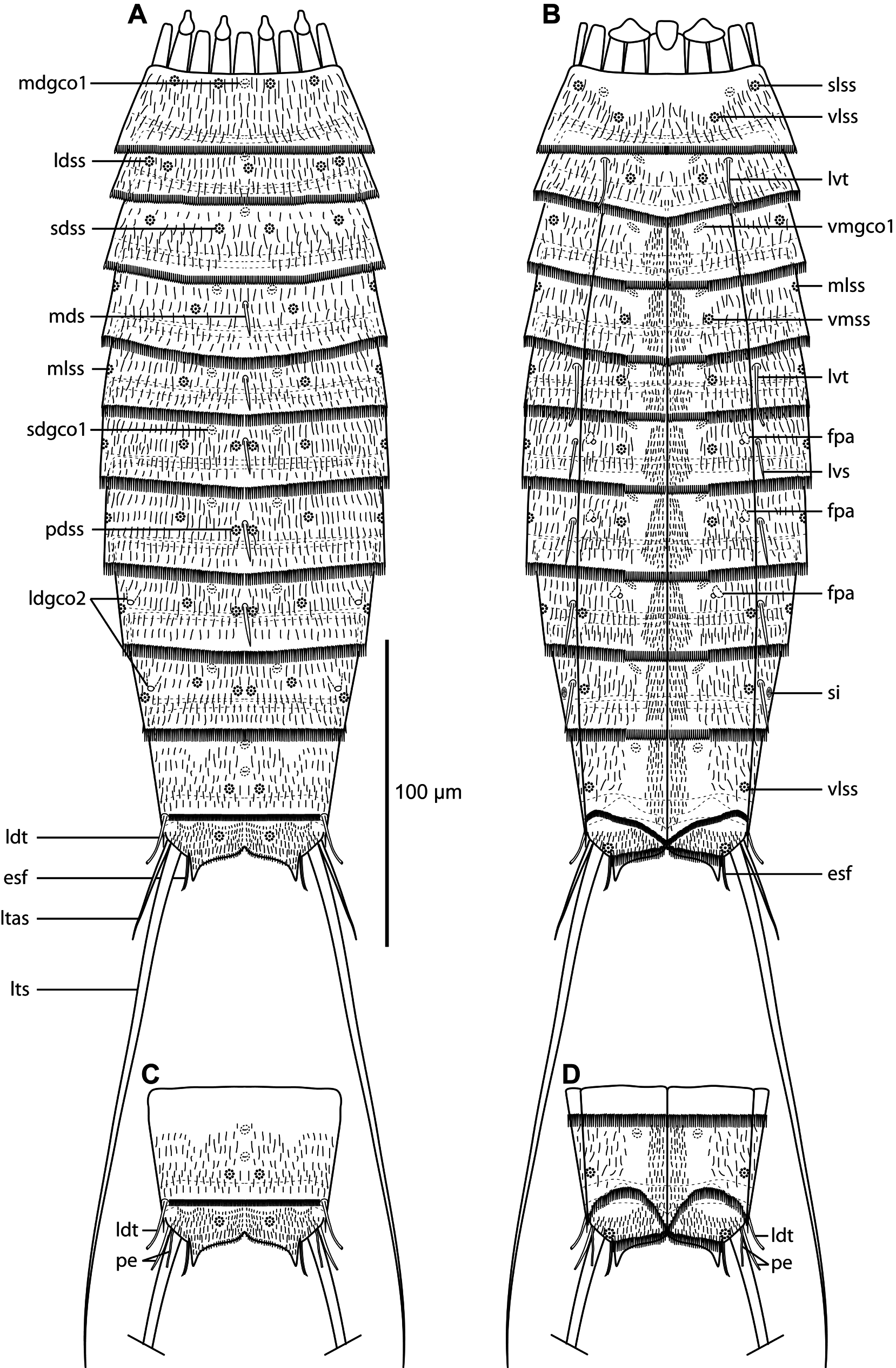 Diagram of mouth cone (gray area), introvert, and placids in