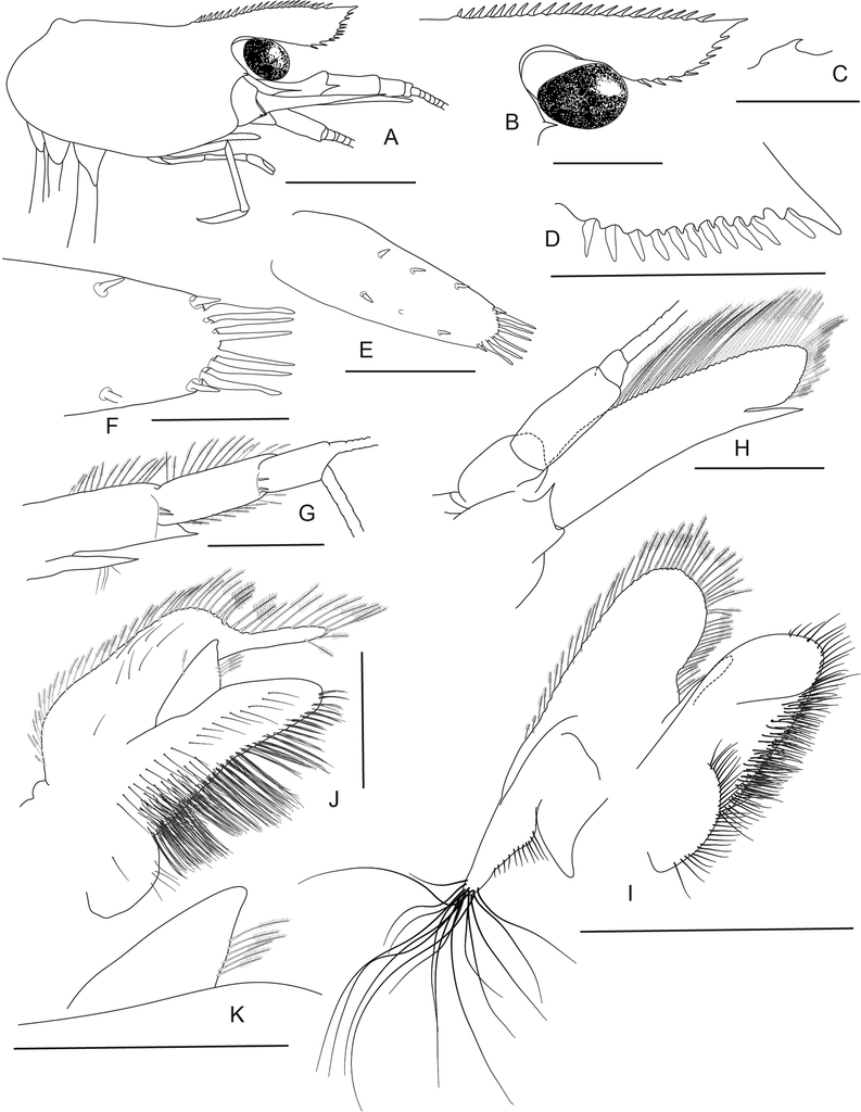 Figure 11 From Klotz W Von Rintelen T Wowor D Lukhaup C Von Rintelen K 21 Lake Poso S Shrimp Fauna Revisited The Description Of Five New Species Of The Genus Caridina Crustacea