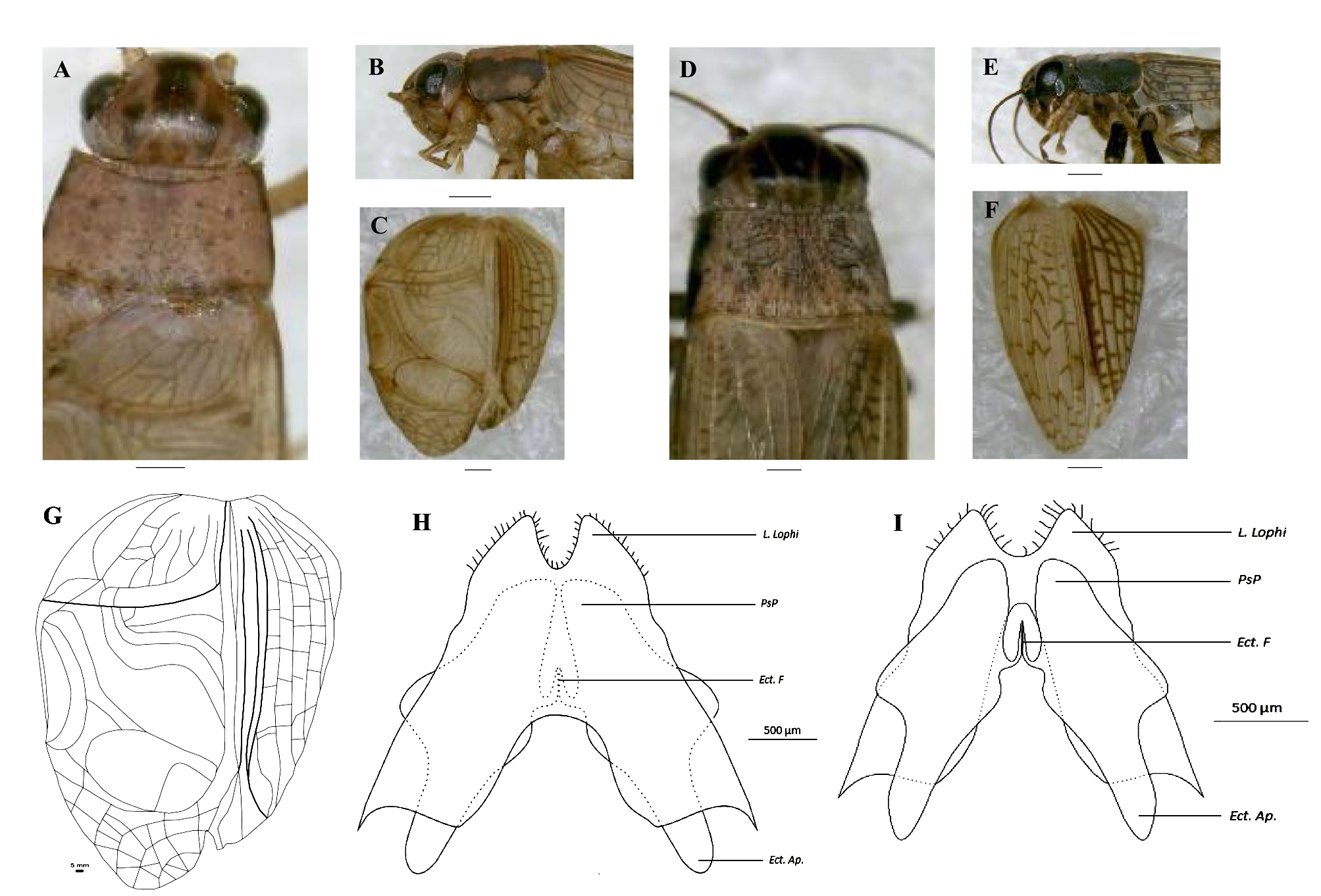 Figure 3 In Description And Bioecology Of Two New Species Of The Genus Cryncus Orthoptera 5977