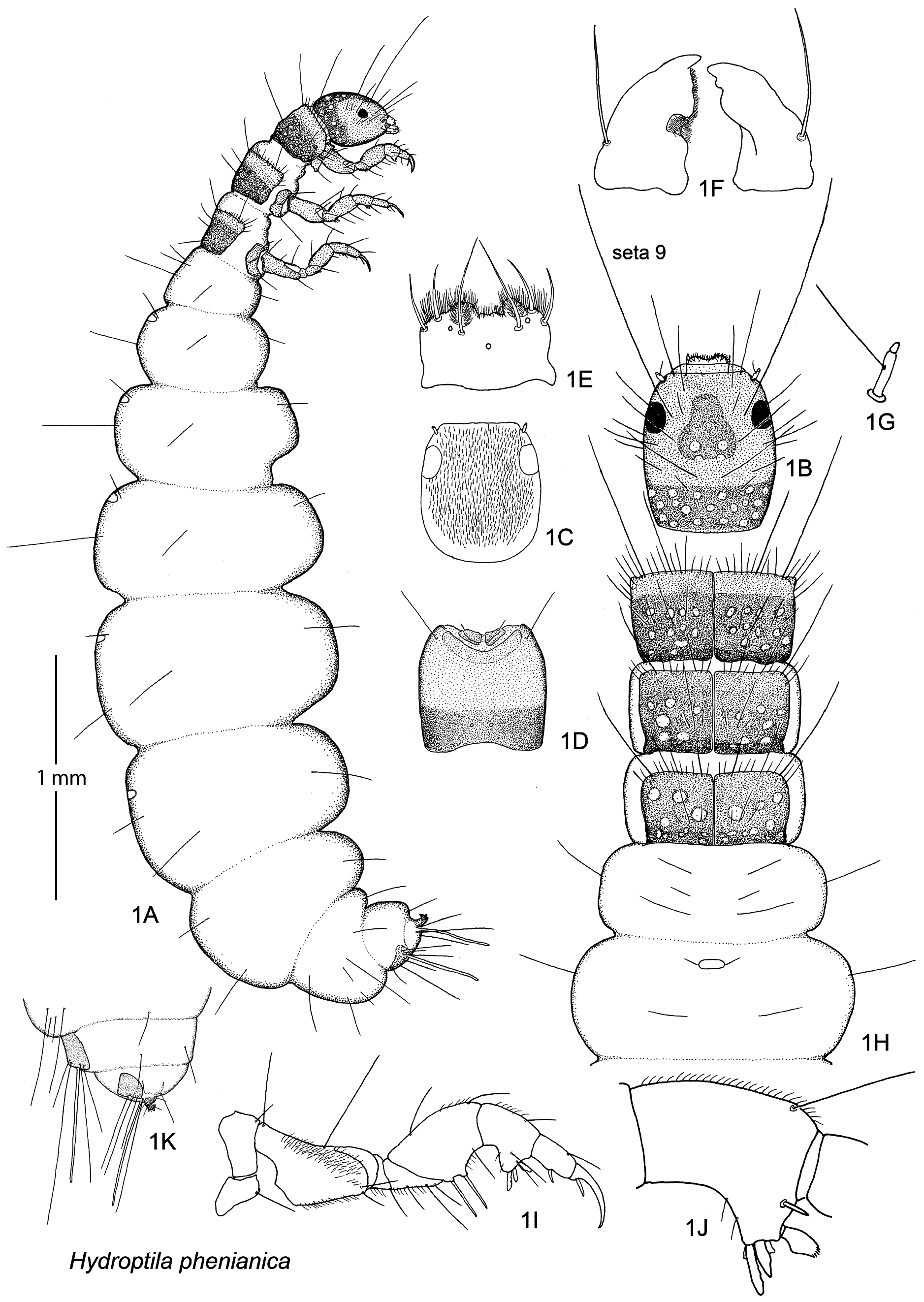 figure-1-in-descriptions-of-final-instar-larvae-of-six-species-of-the