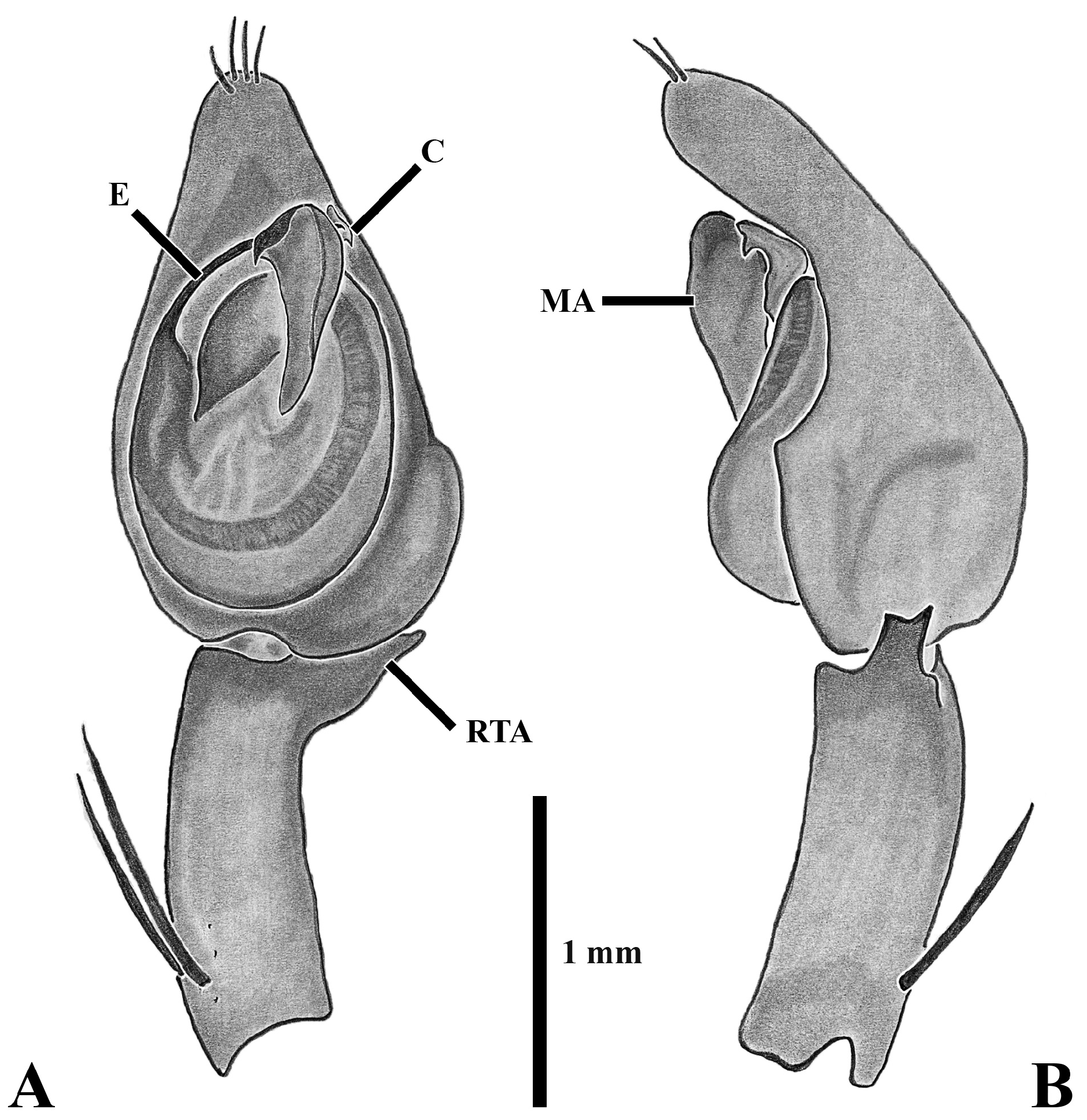 Figure 49 In Revision Of The Neotropical Spider Genus Acanthoctenus 