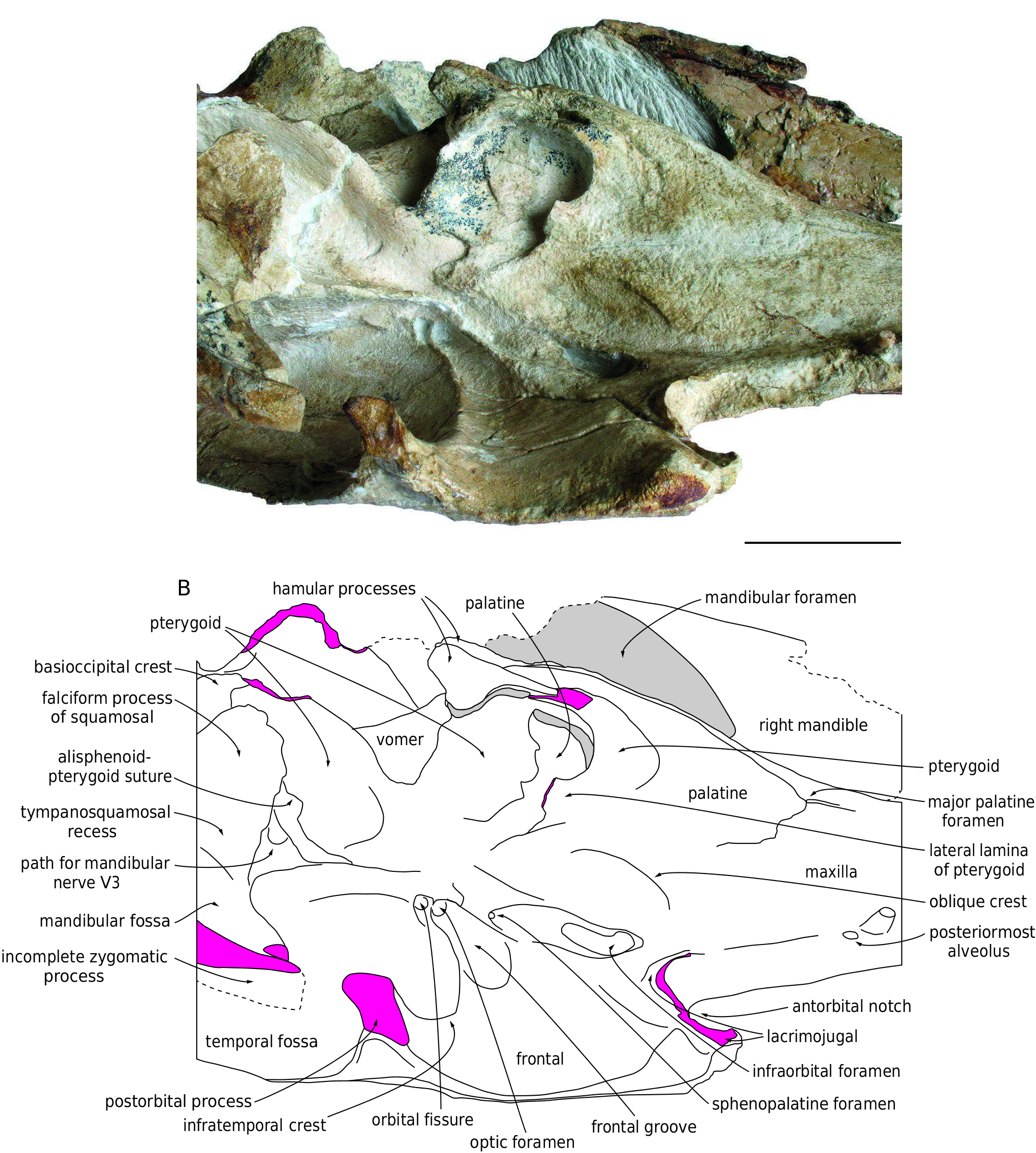 sphenopalatine foramen dog