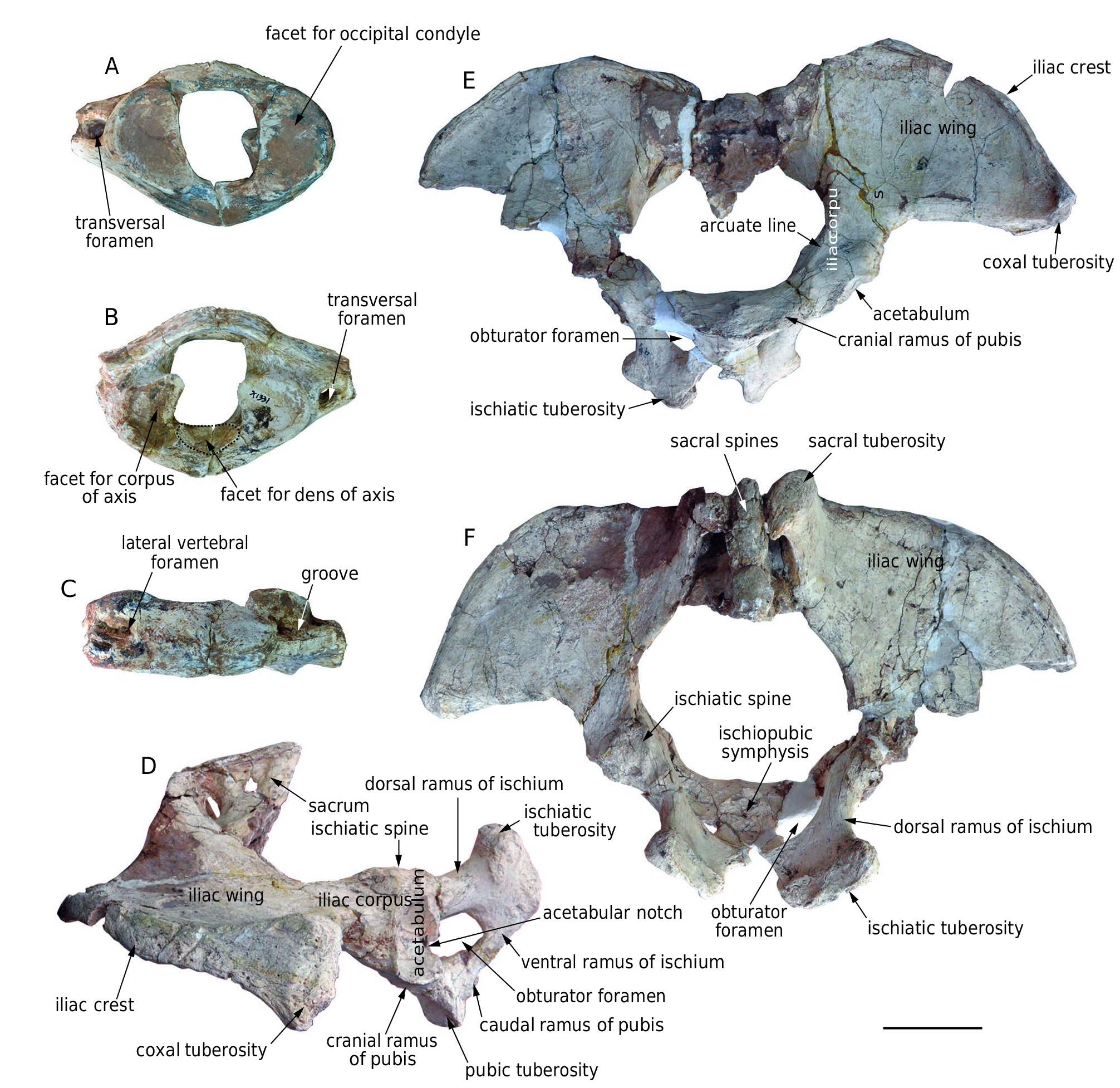 Konobelodon Robustus Wang Shi He Chen Yang 16 N Sp Plazi Treatmentbank