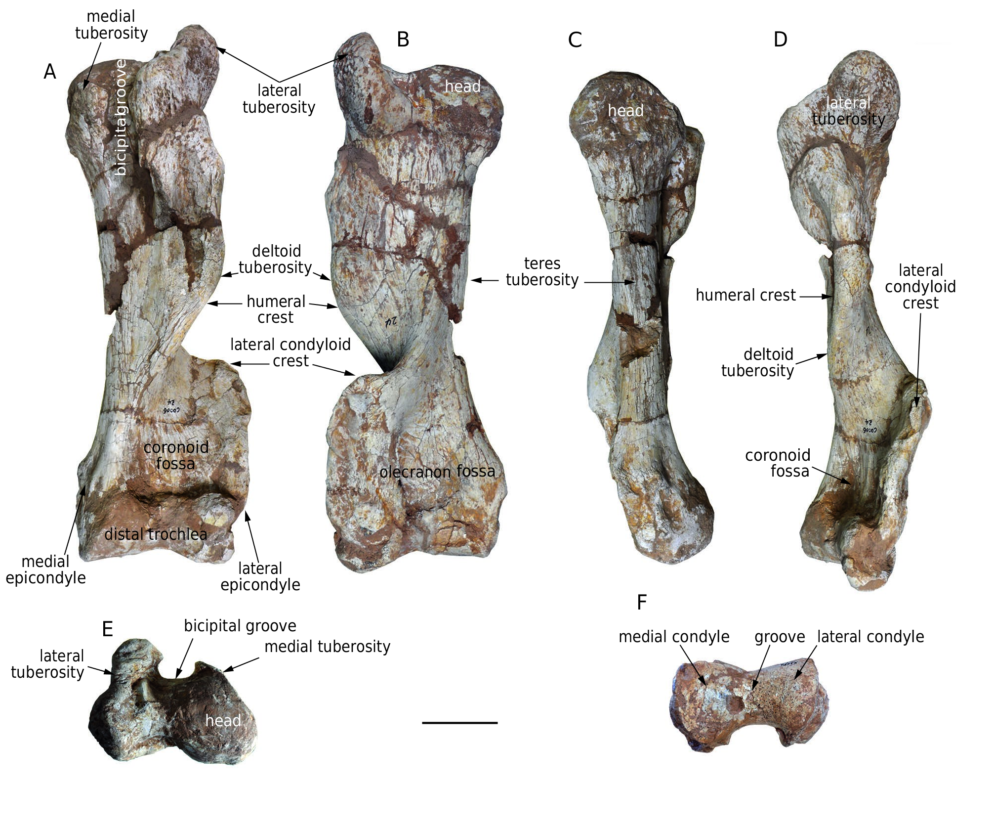 Konobelodon Robustus Wang Shi He Chen Yang 16 N Sp Plazi Treatmentbank