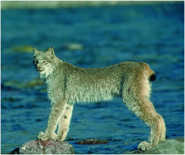 The Canadian Lynx is medium sized cat (family Felidae) that lives in Canada  and the Northern USA (including Alaska). They have long legs and large  broad paws that are covered in fur.