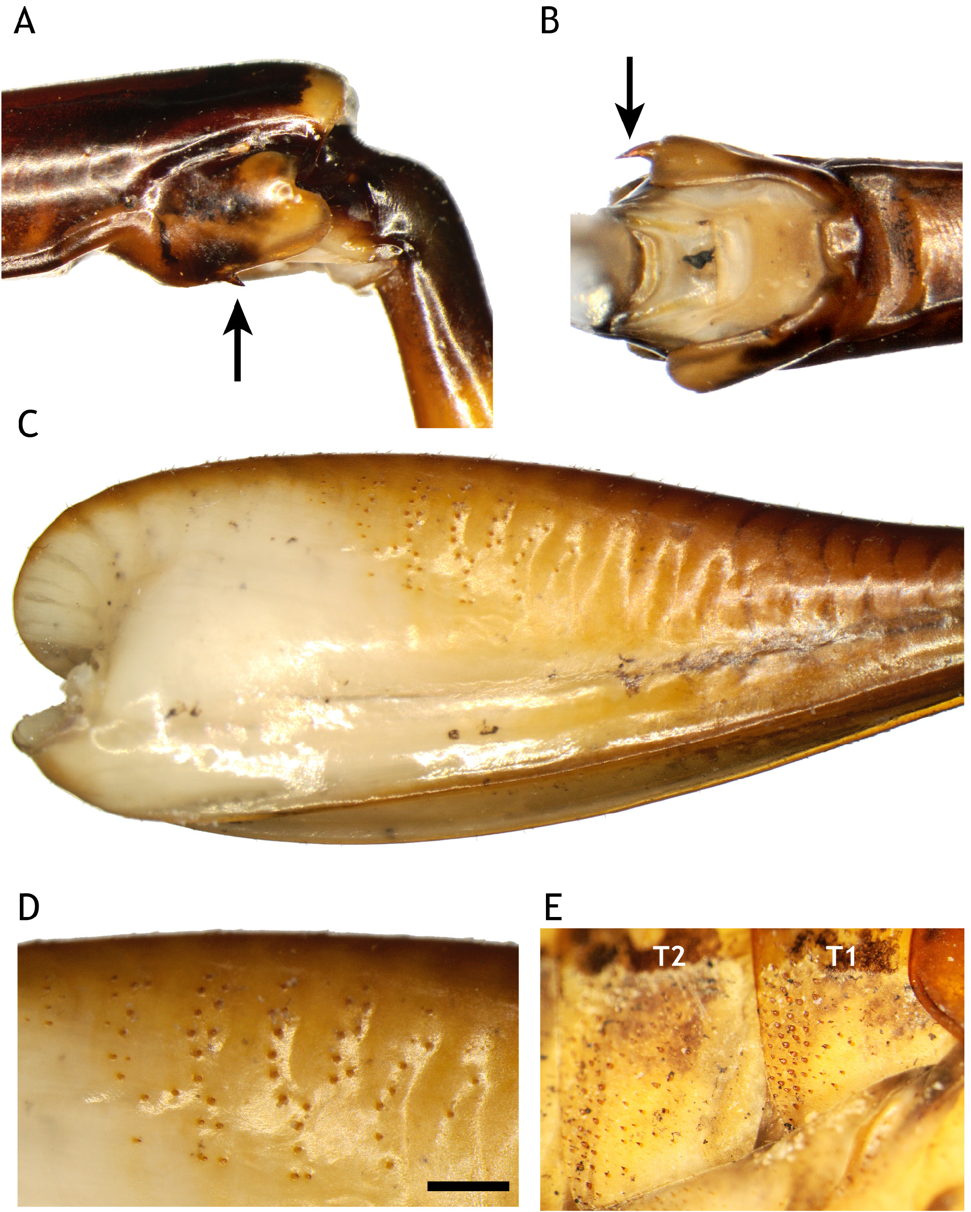 Hemiandrus jacinda Trewick 2021, sp. nov. - Plazi TreatmentBank