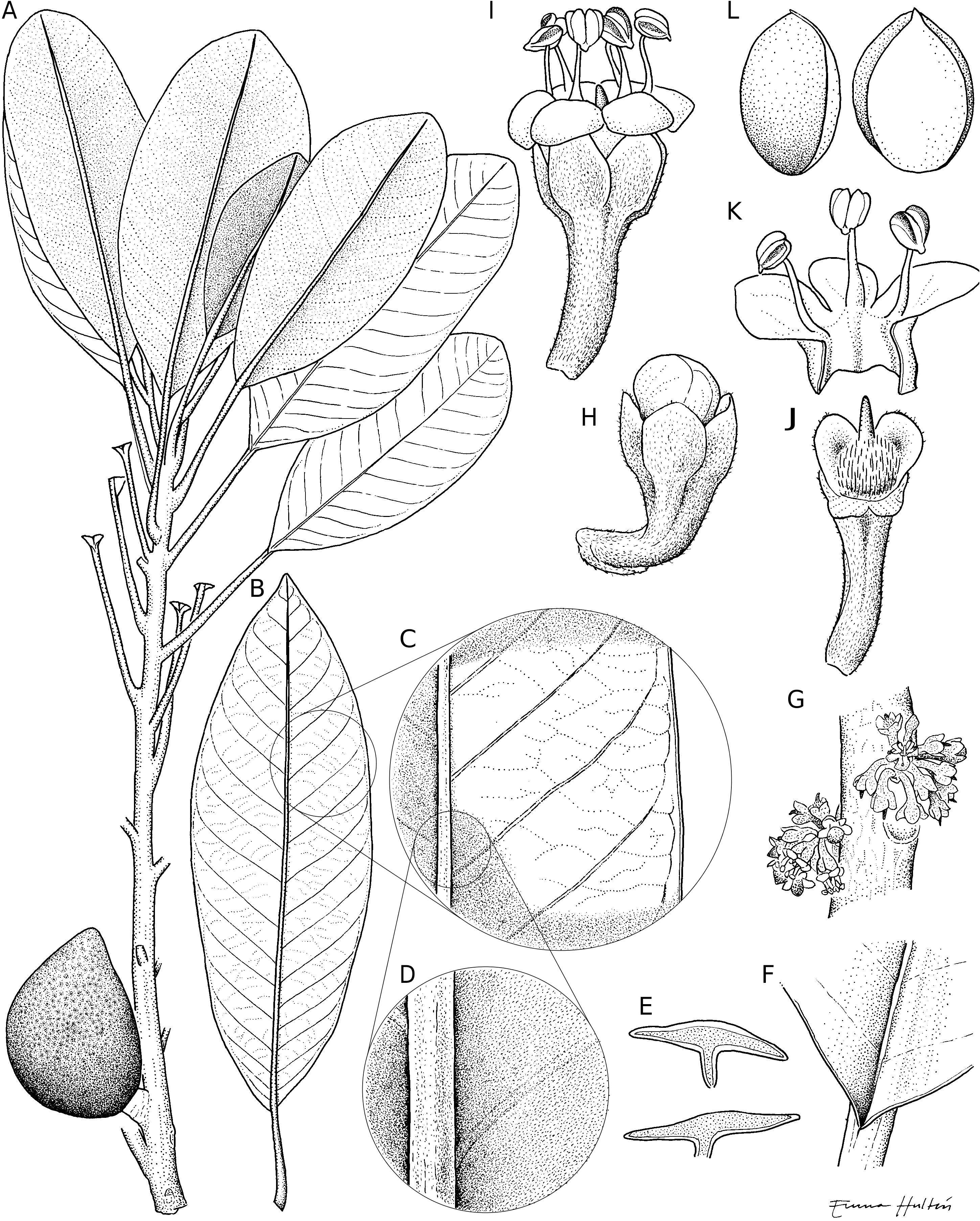 FIG. 3 in Revision of Pycnandra subgenus Sebertia (Sapotaceae) and a ...