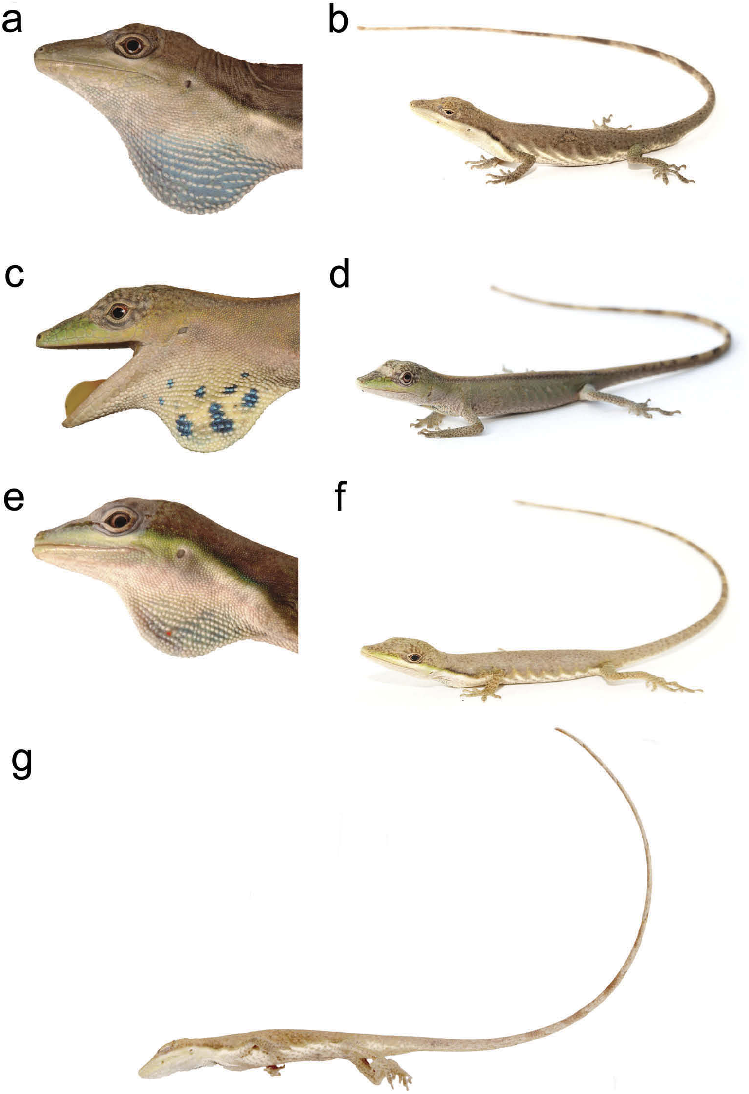 Figure 2 in Two new Andean species of Anolis lizard (Iguanidae ...