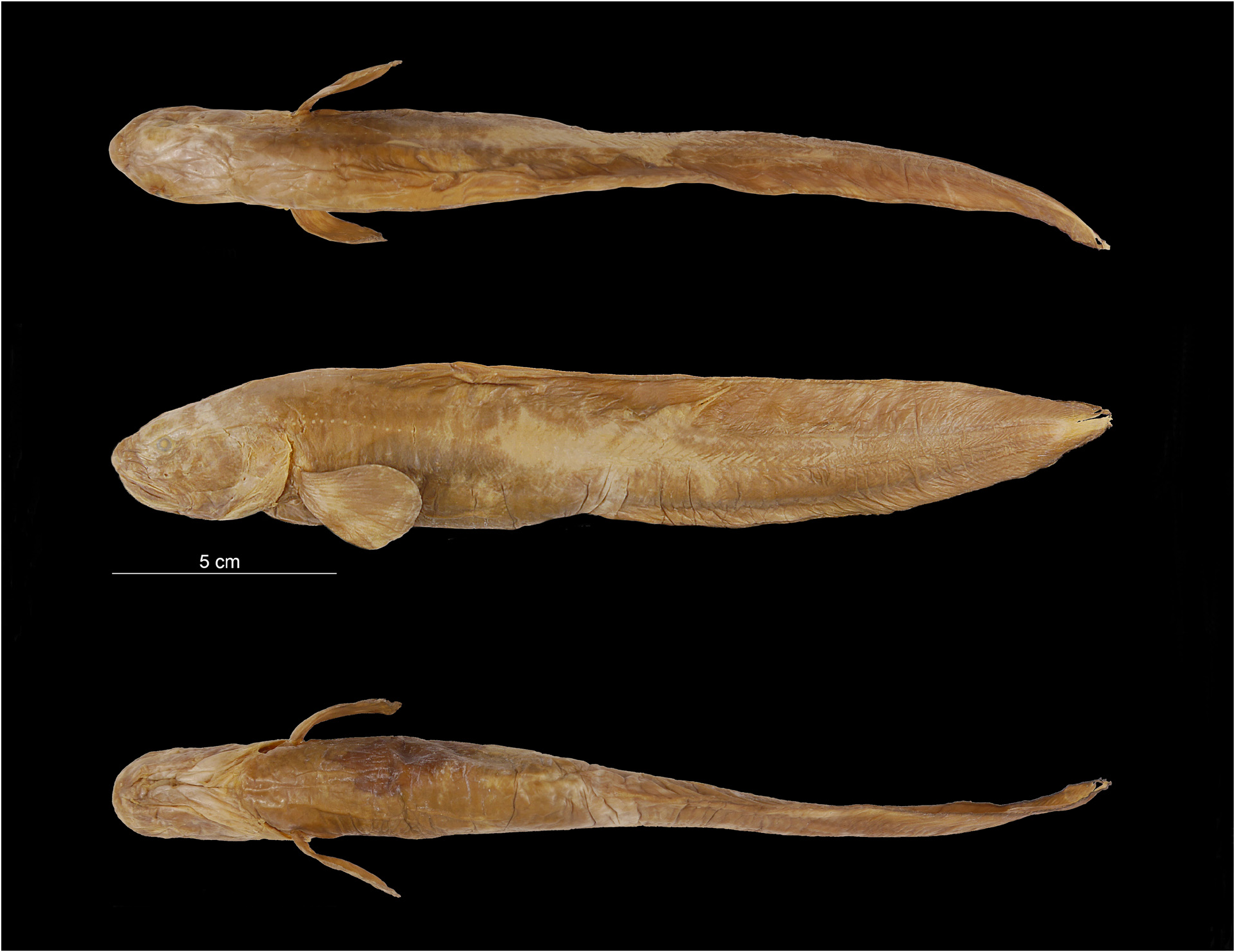 hydrothermal vent eelpout fish