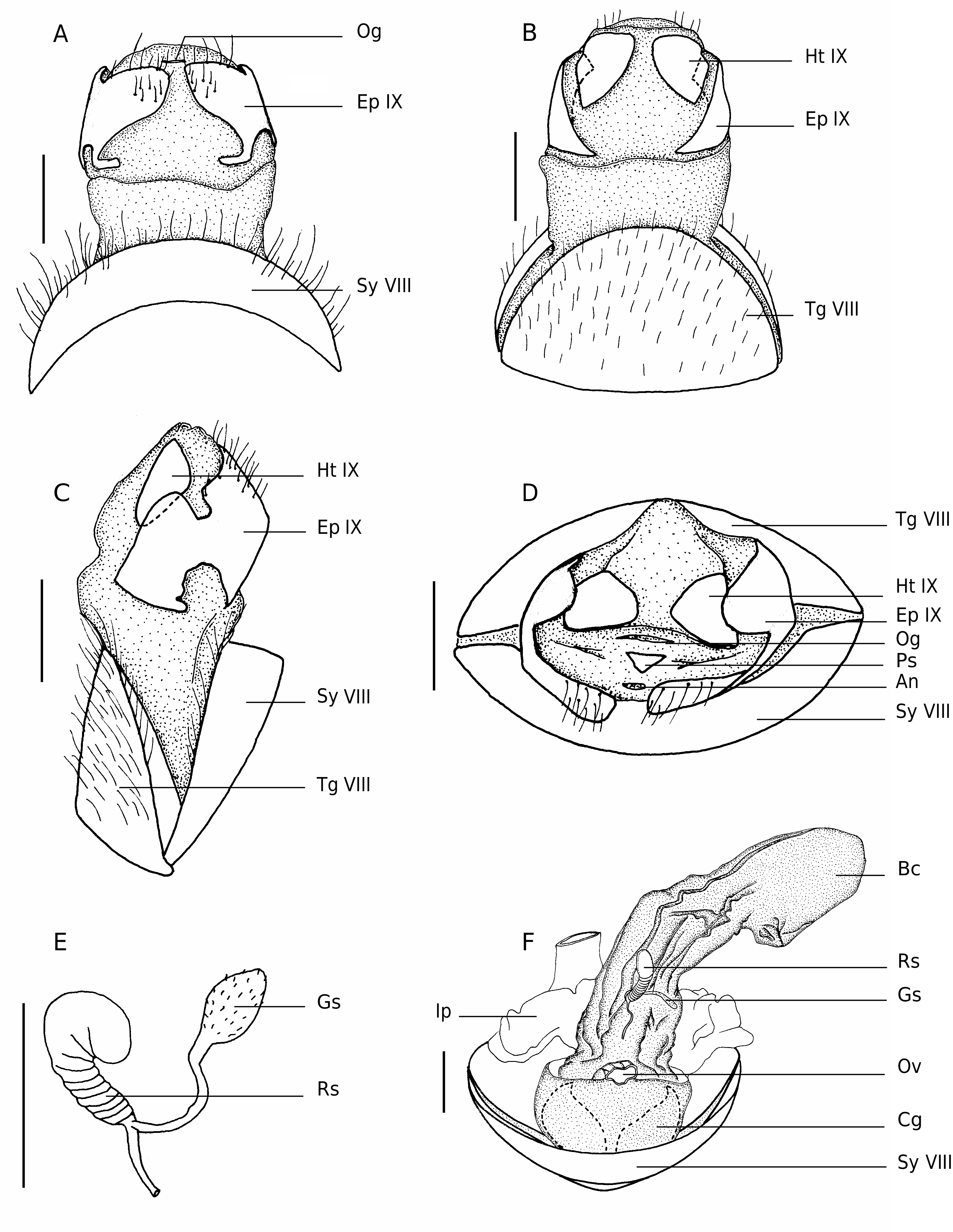 FIG. 14. — Genitalia externes d in L'abdomen et les genitalia des ...