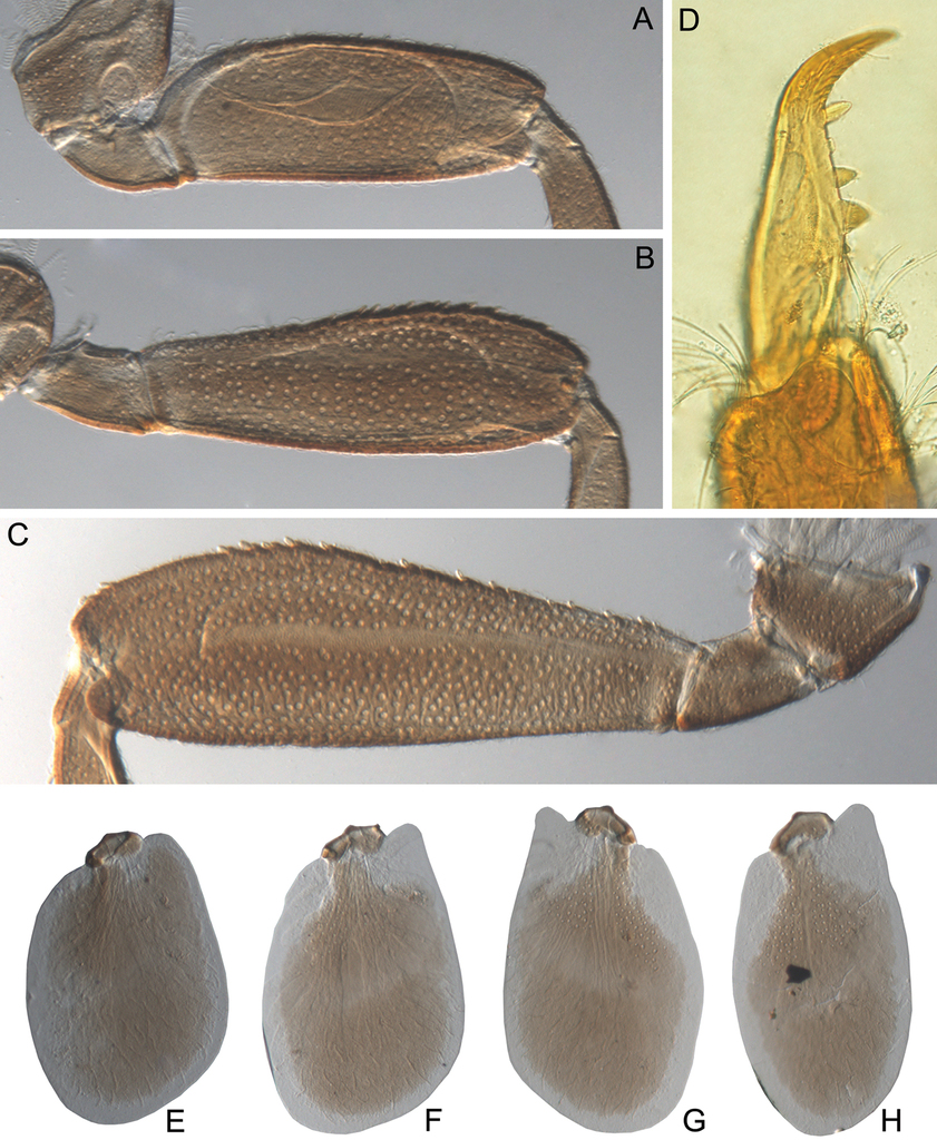 Figure 15 From: Martynov Av, Selvakumar C, Palatov Dm, Subramanian Ka 