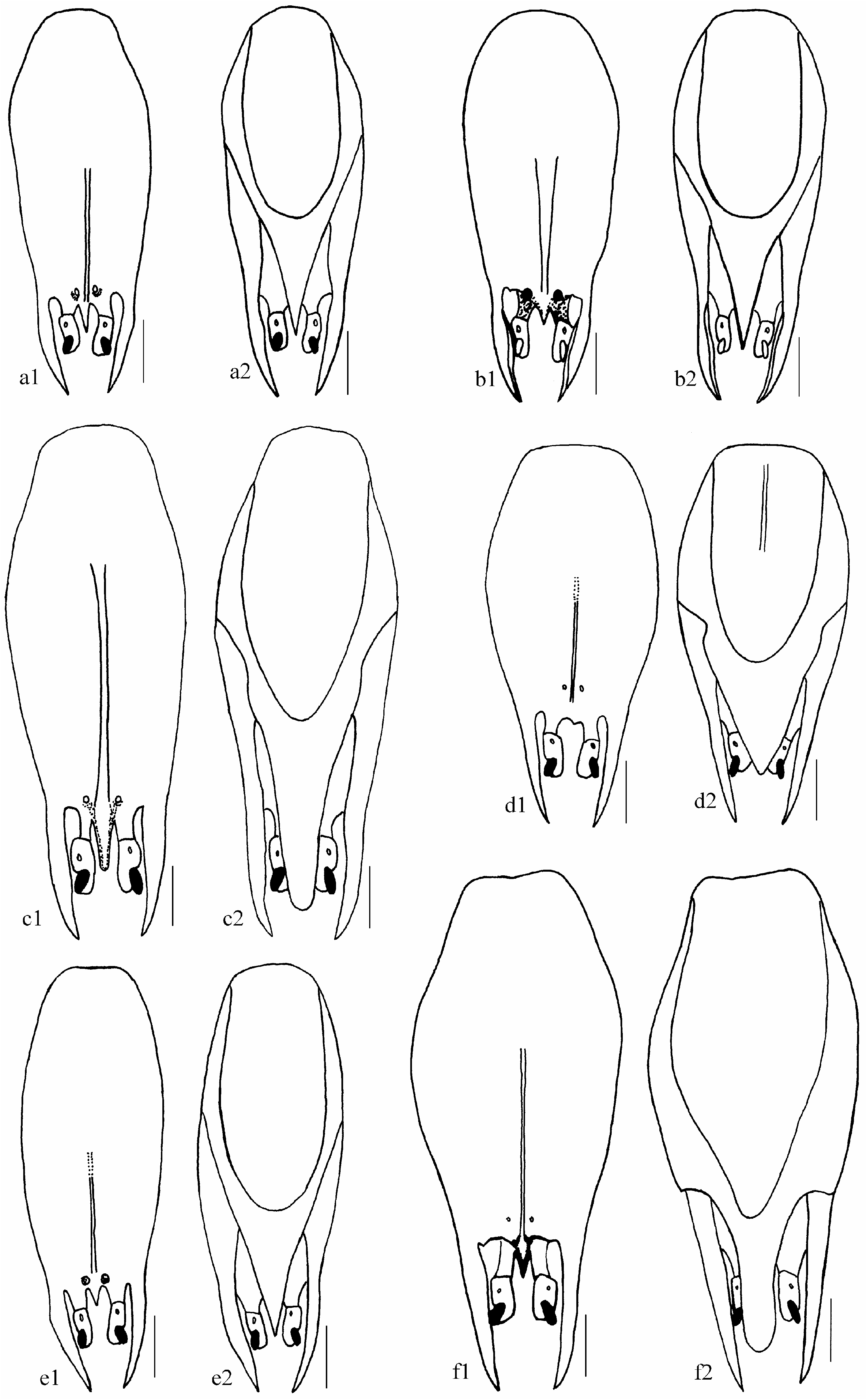 FIGURE 1 in Six new species of Trichogramma Westwood (Hymenoptera ...