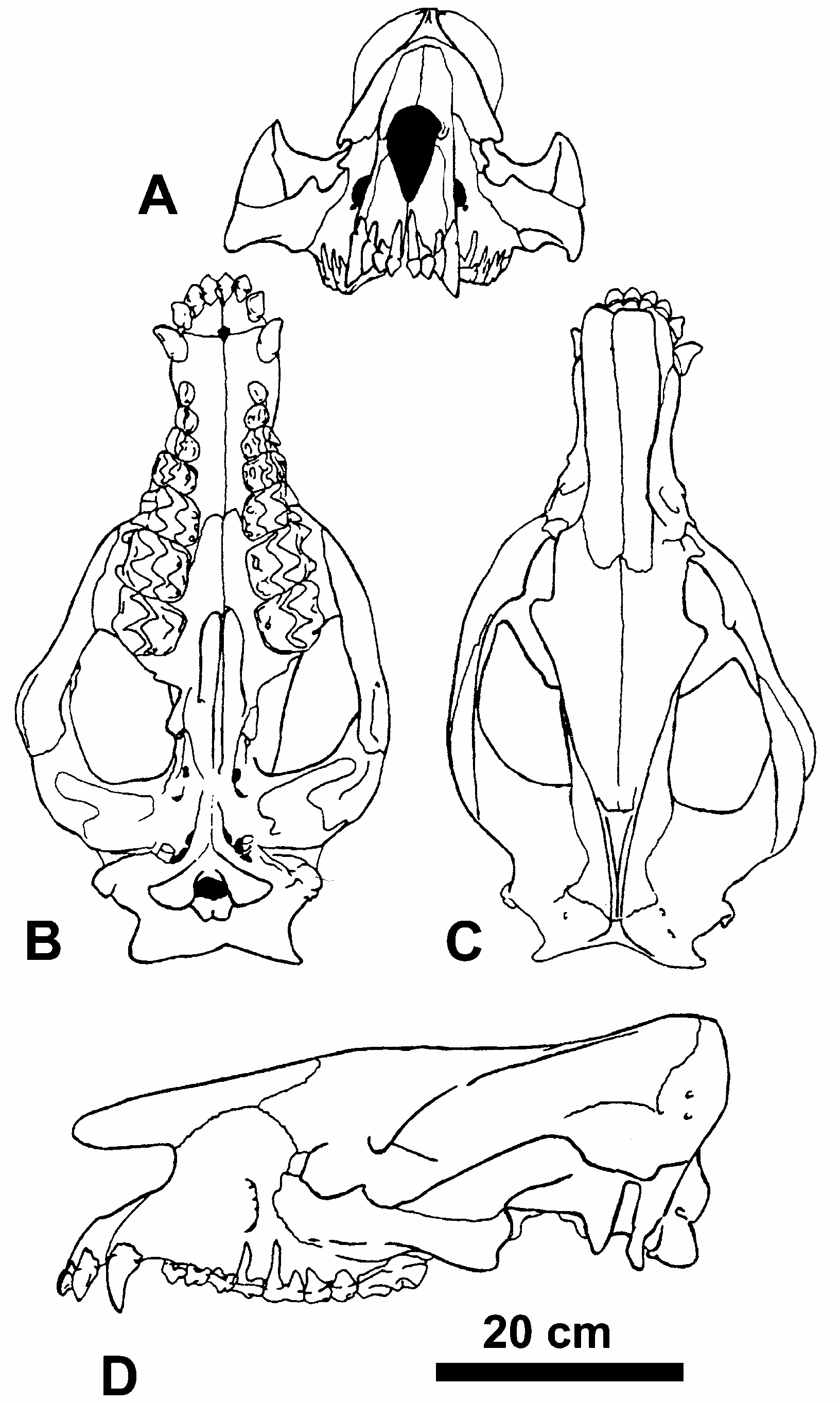 FIGURE 26 in A species level revision of Bridgerian and Uintan ...