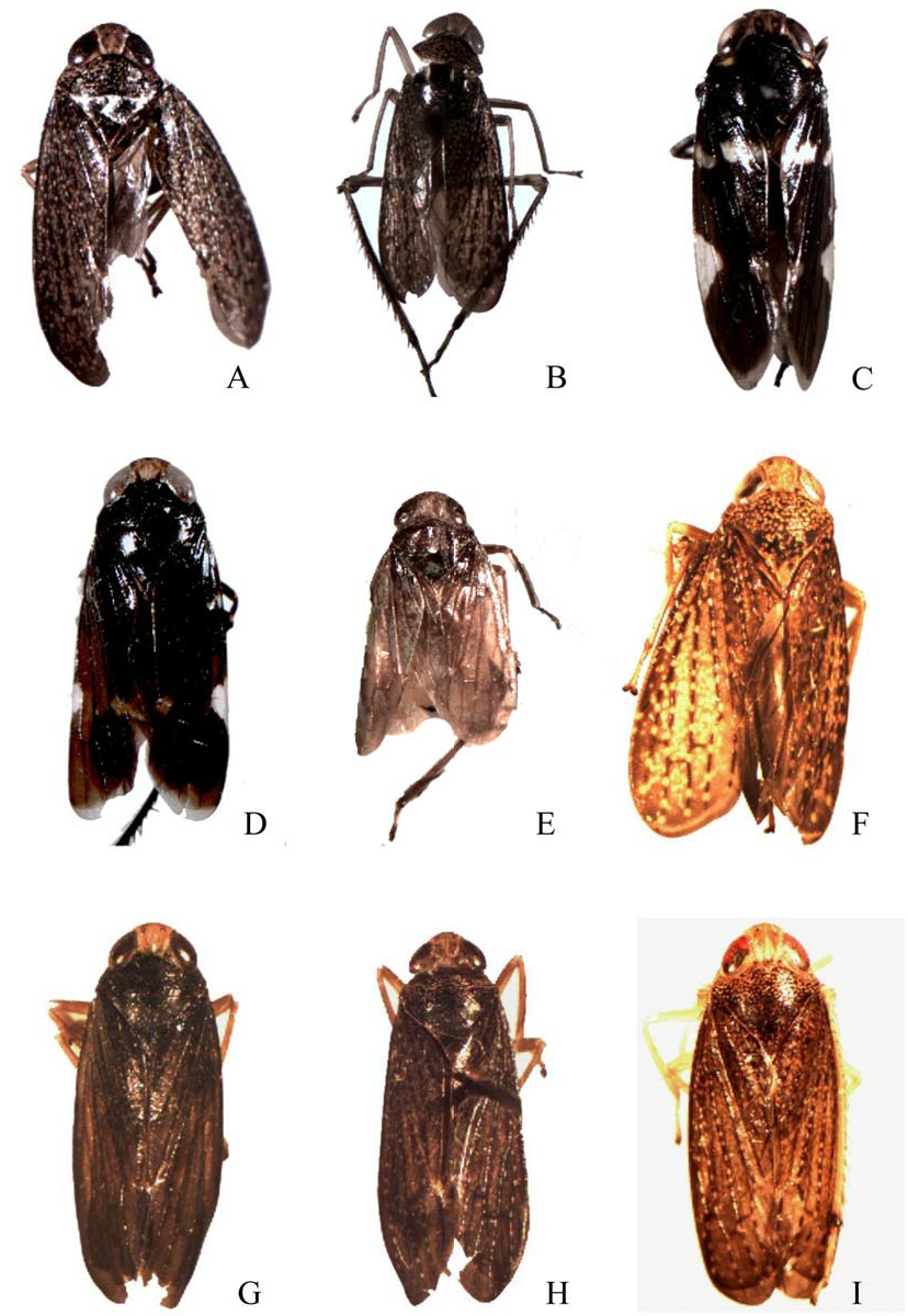 Olidiana inaequabilia Nielson 2015, sp. nov. - Plazi TreatmentBank