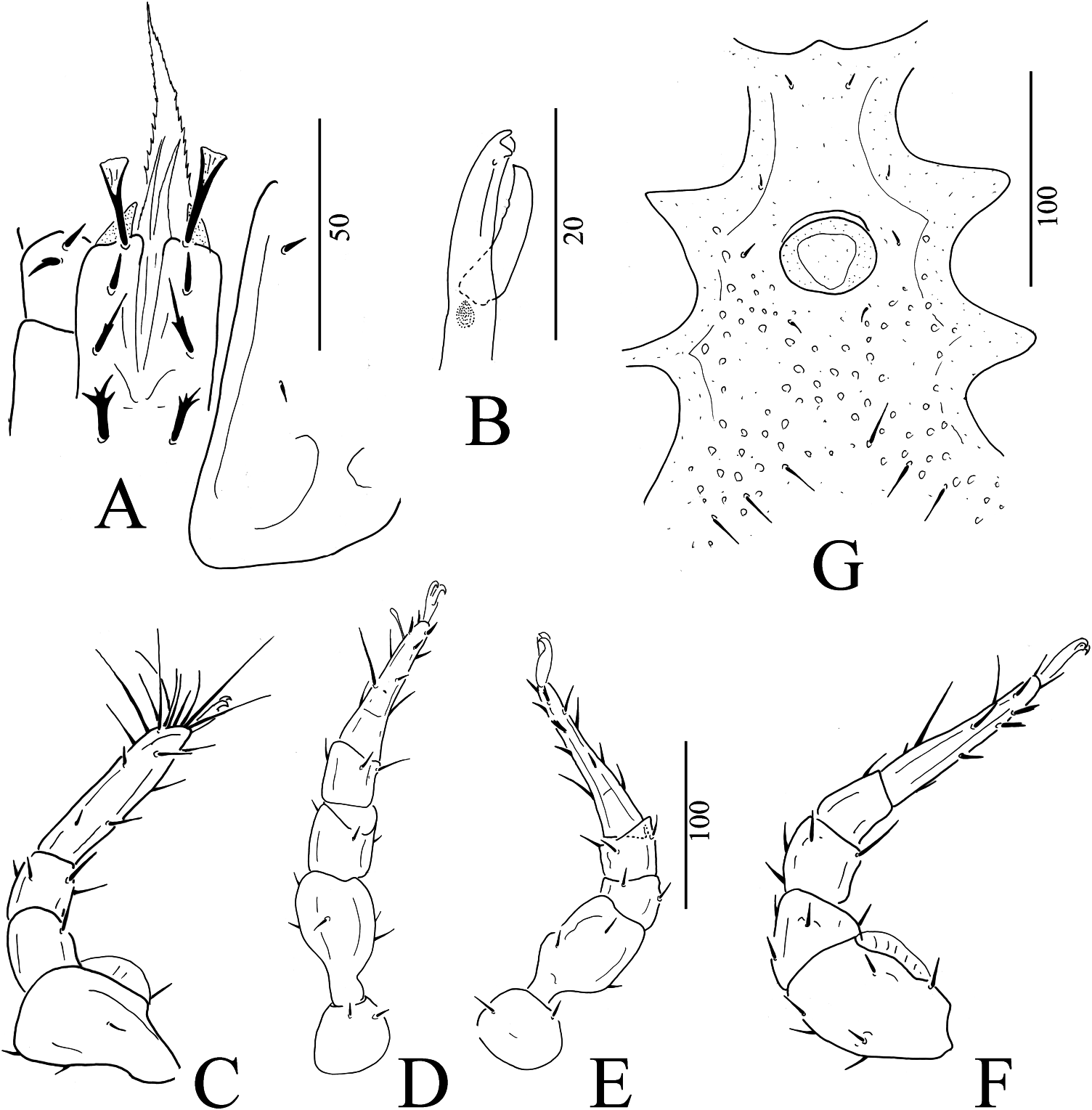 Figure 17 in Five new Uropodina species from New Caledonia (Acari ...