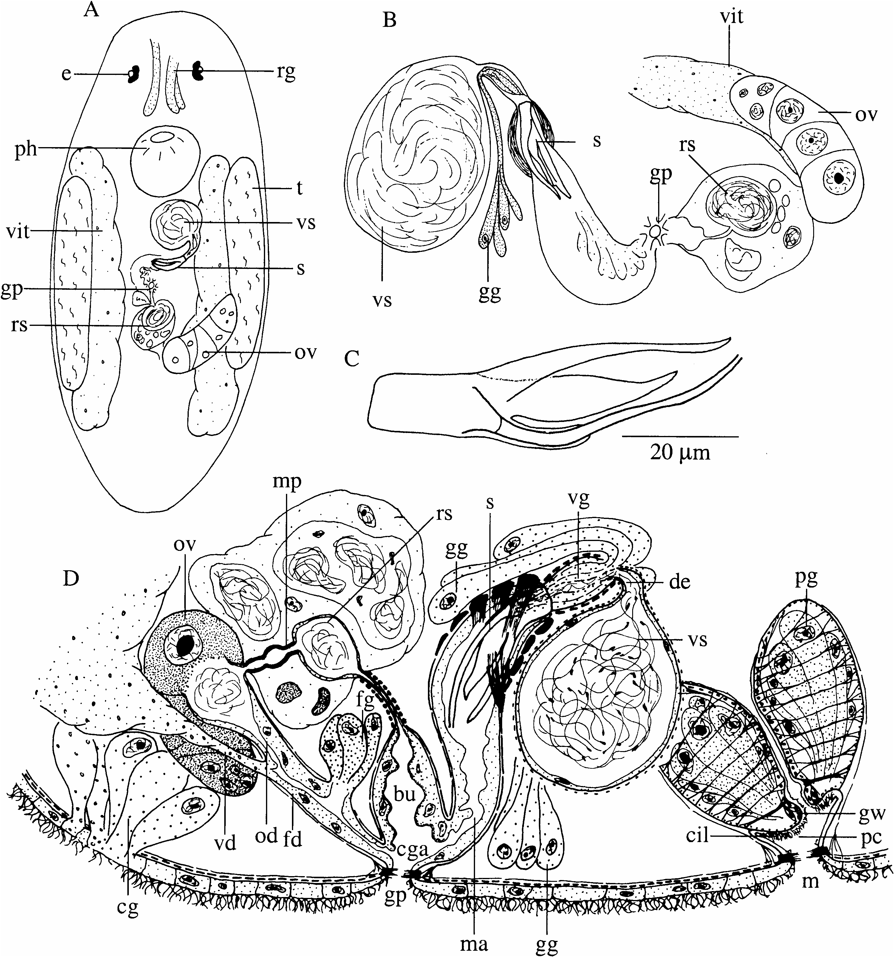 Figure 4 in ''Typhloplanoida'' (Platyhelminthes: Rhabdocoela) from the ...