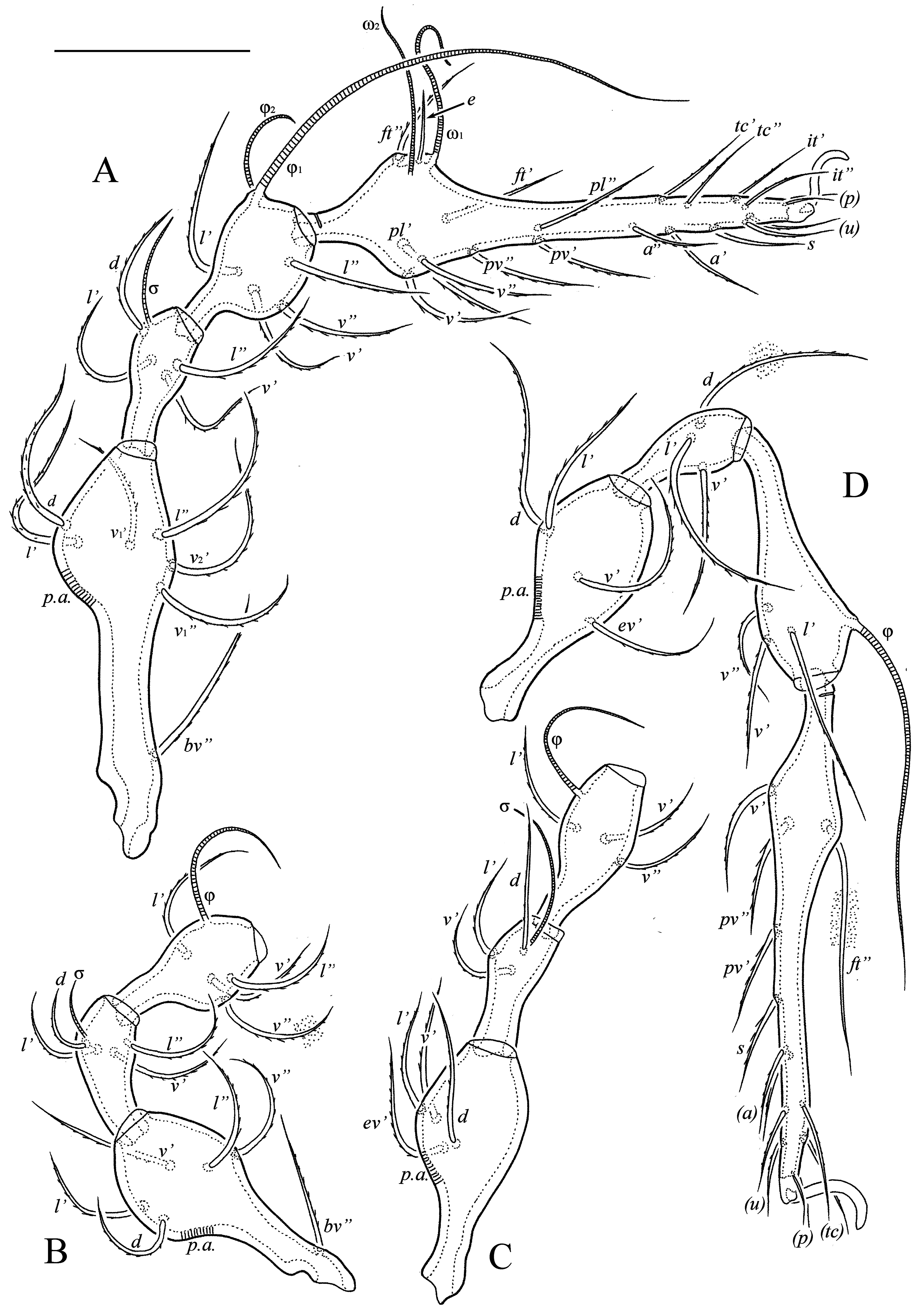 Redescriptions of North American Epidamaeus (Acari, Oribatida, Damaeidae)  species proposed by N. Banks, H.E. Ewing, A.P. Jacot, and J.W. Wilson