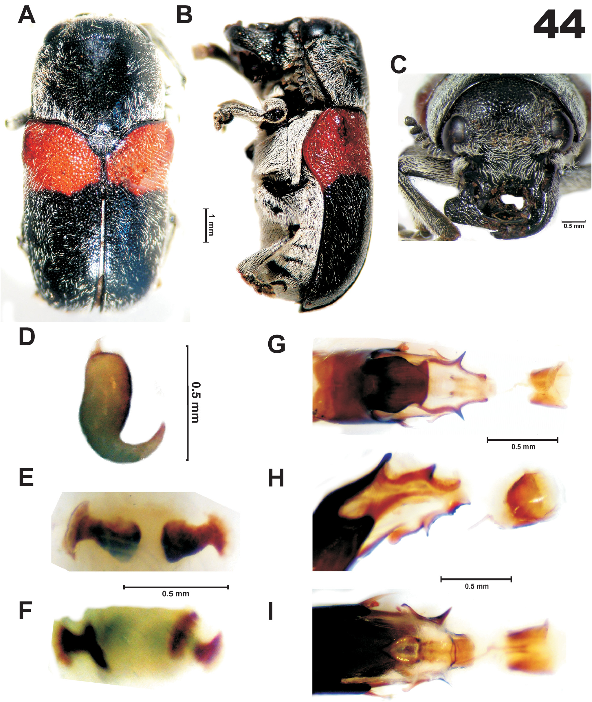 Megalostomis Chevrolat 1836 Plazi TreatmentBank