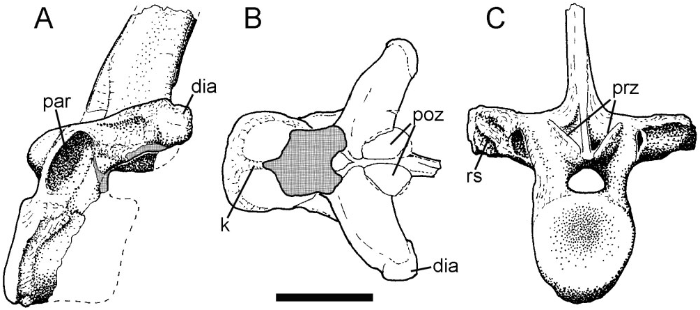 Figure 22 in On the history, osteology, and systematic position of the ...