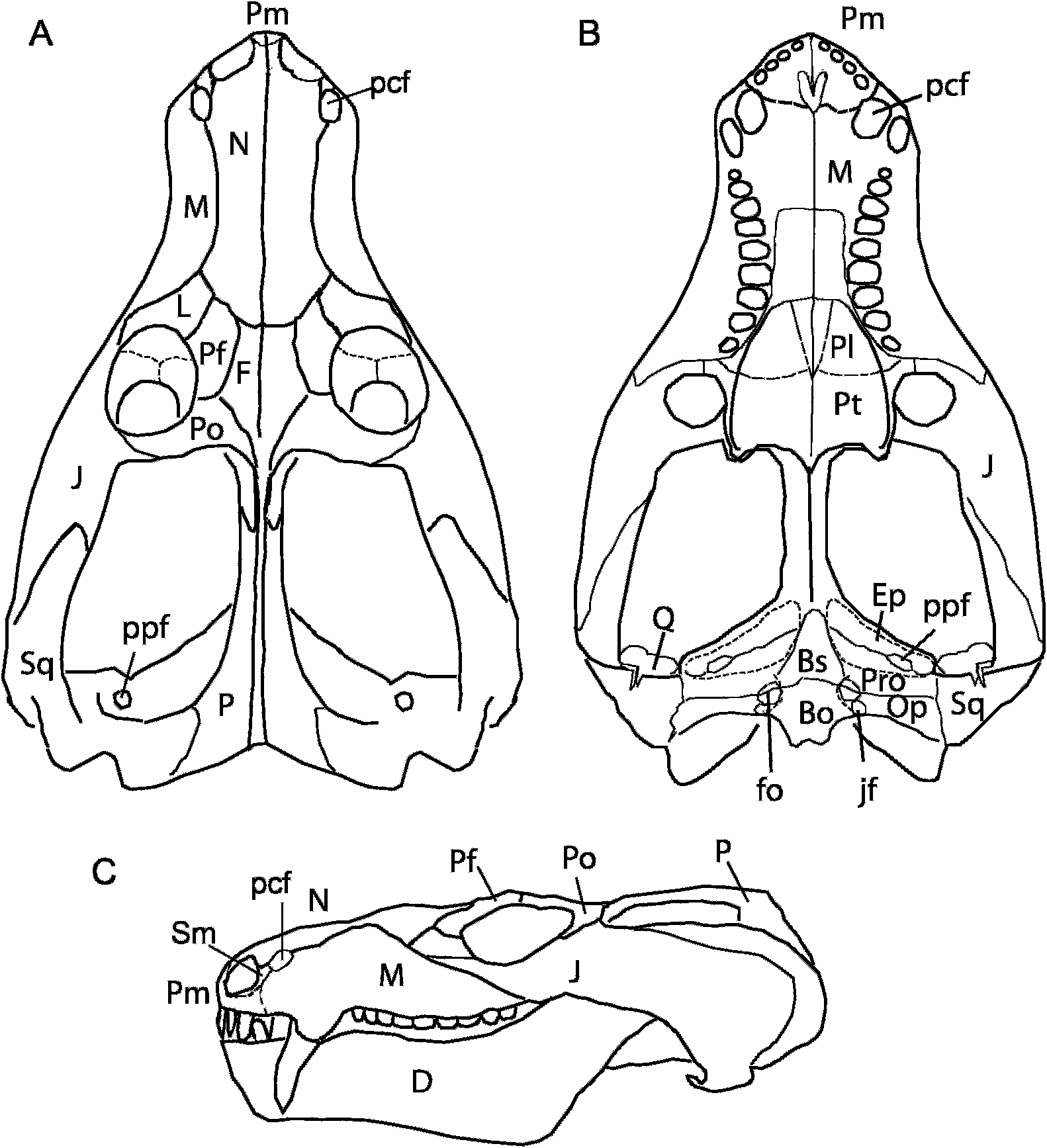 Fig. 3 in Osteology of Andescynodon (Cynodontia: Traversodontidae) from ...