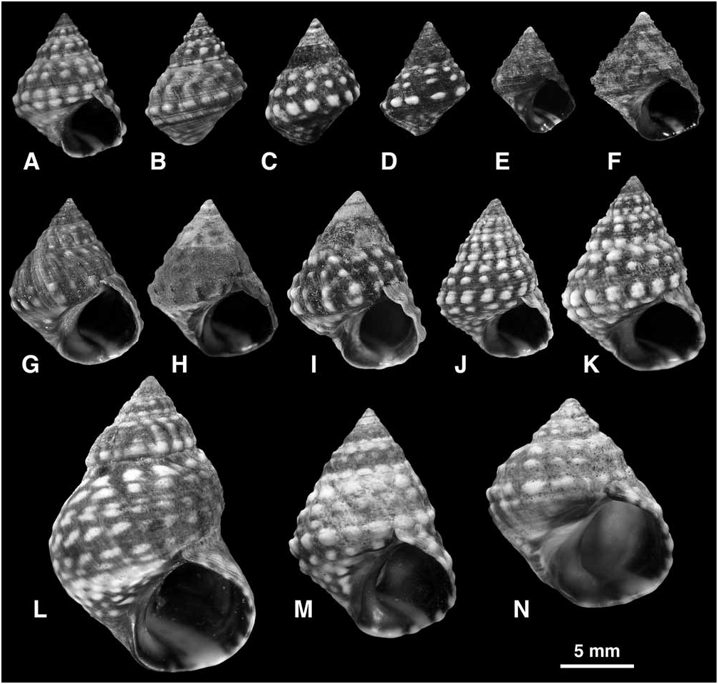 Echinolittorina tuberculata - Plazi TreatmentBank