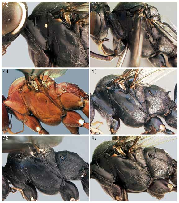 FIGURES 42\u201347 in Revision of Melanocryptus Cameron (Ichneumonidae ...