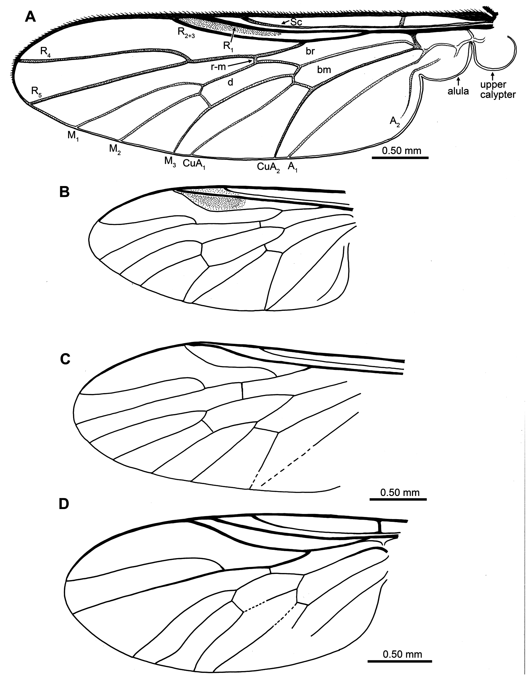 FIG. 11 in Diverse Orthorrhaphan Flies (Insecta: Diptera: Brachycera ...