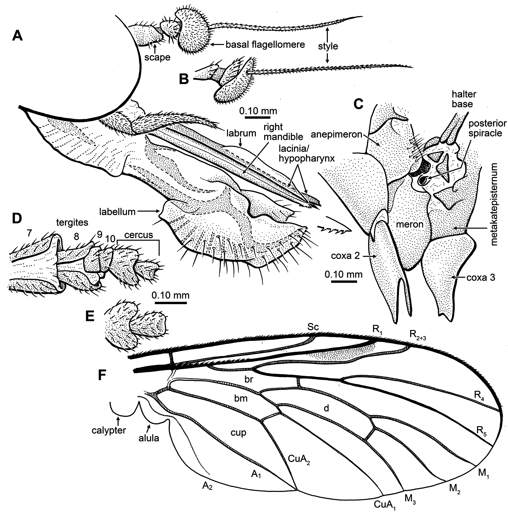 FIG. 12 in Diverse Orthorrhaphan Flies (Insecta: Diptera: Brachycera ...