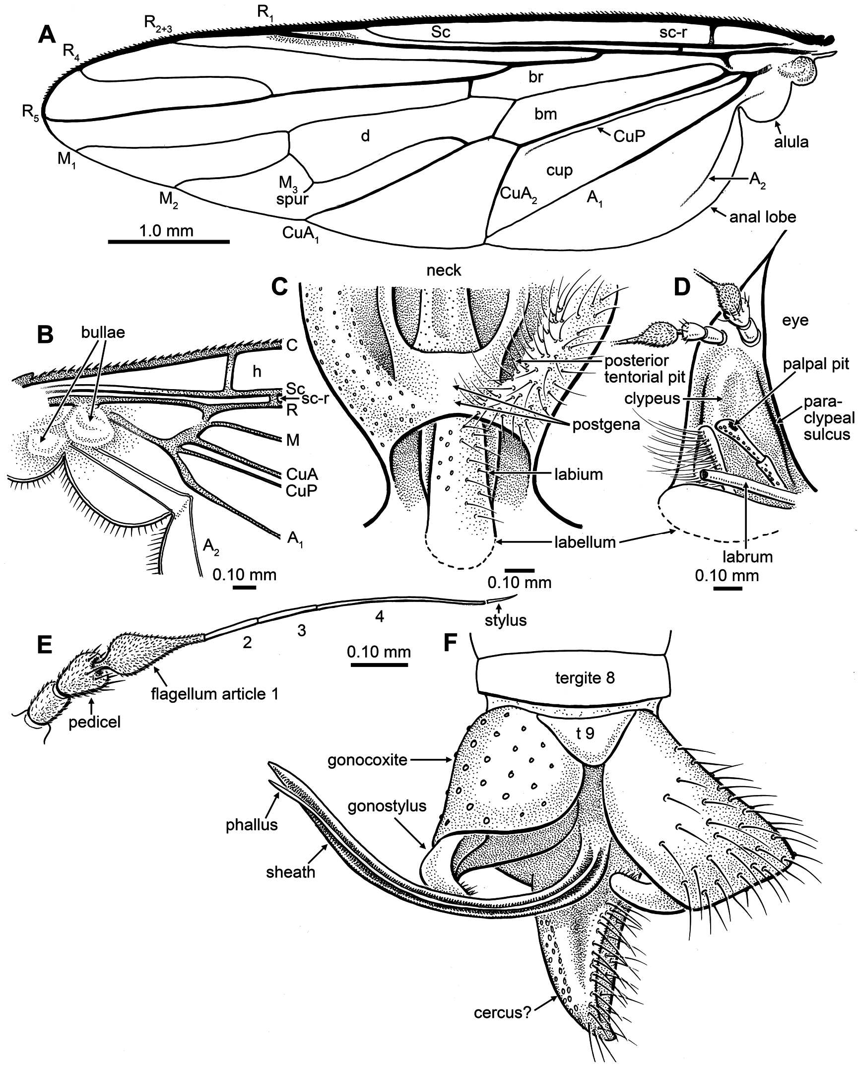 FIG. 25 in Diverse Orthorrhaphan Flies (Insecta: Diptera: Brachycera ...